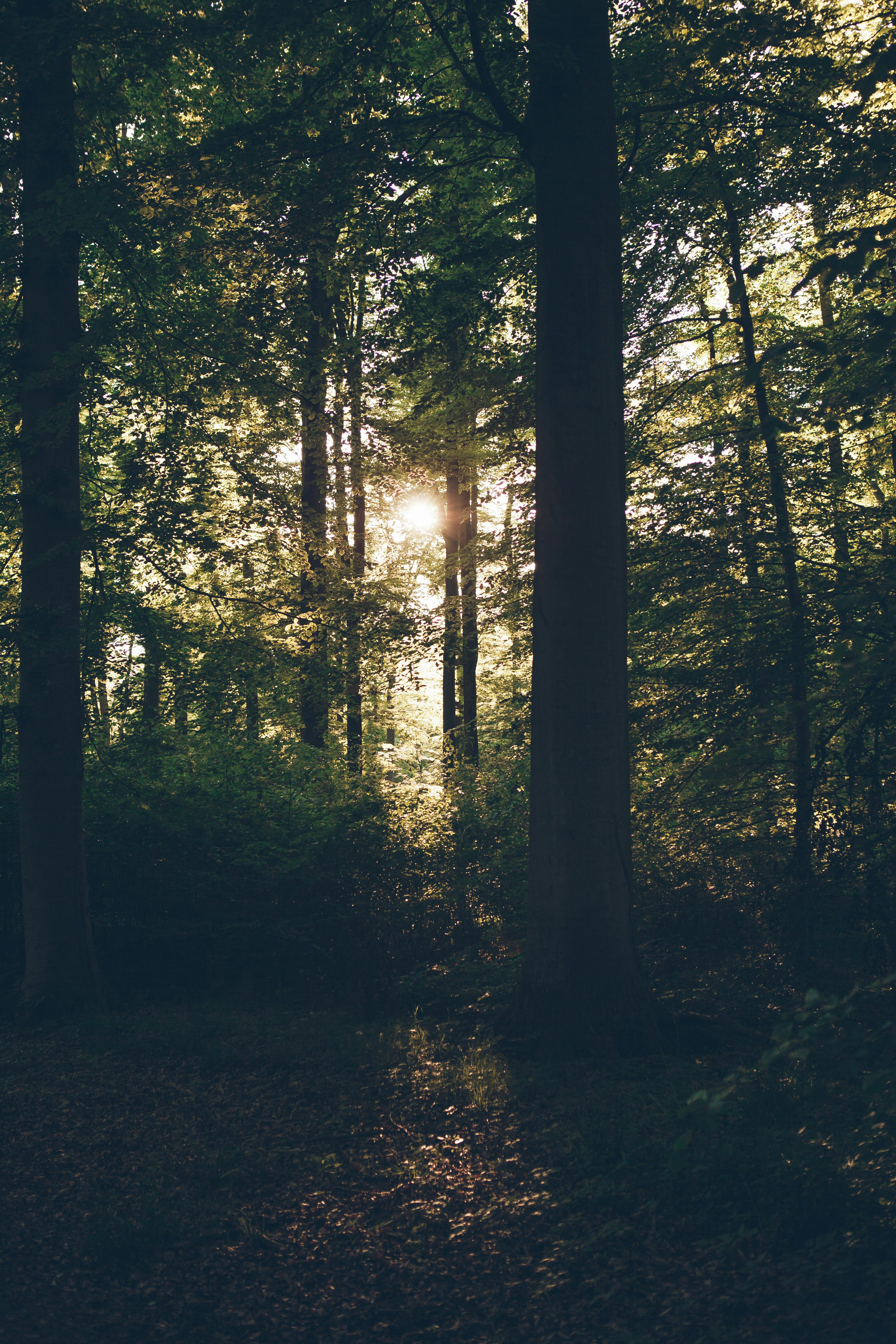 Photography of Forest · Free