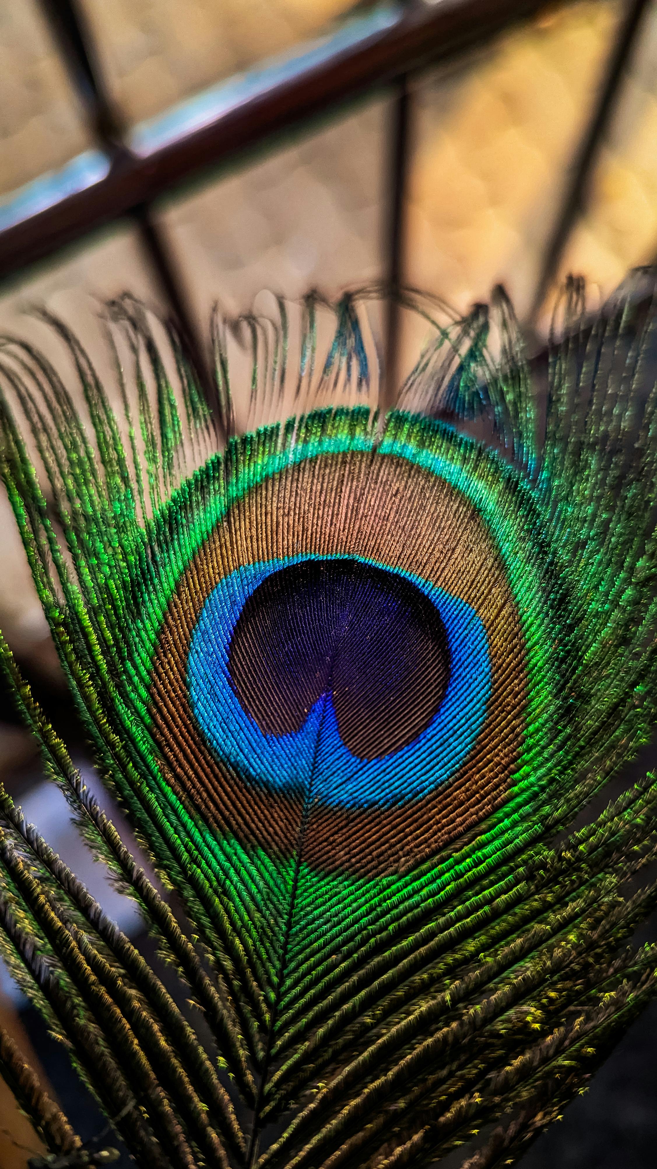 Beauty Peacock Feather · Free