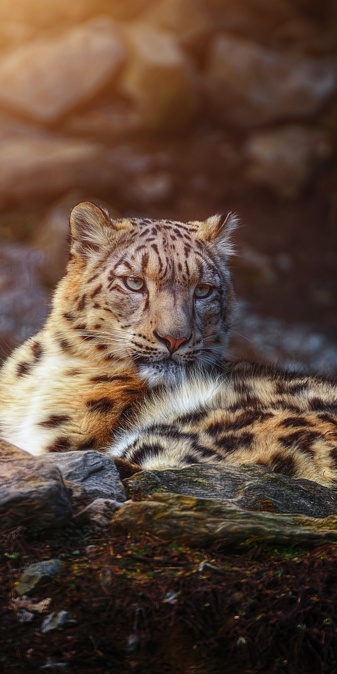 Snow leopard Wallpaper 4K, Wild animal, Big cat, Portrait