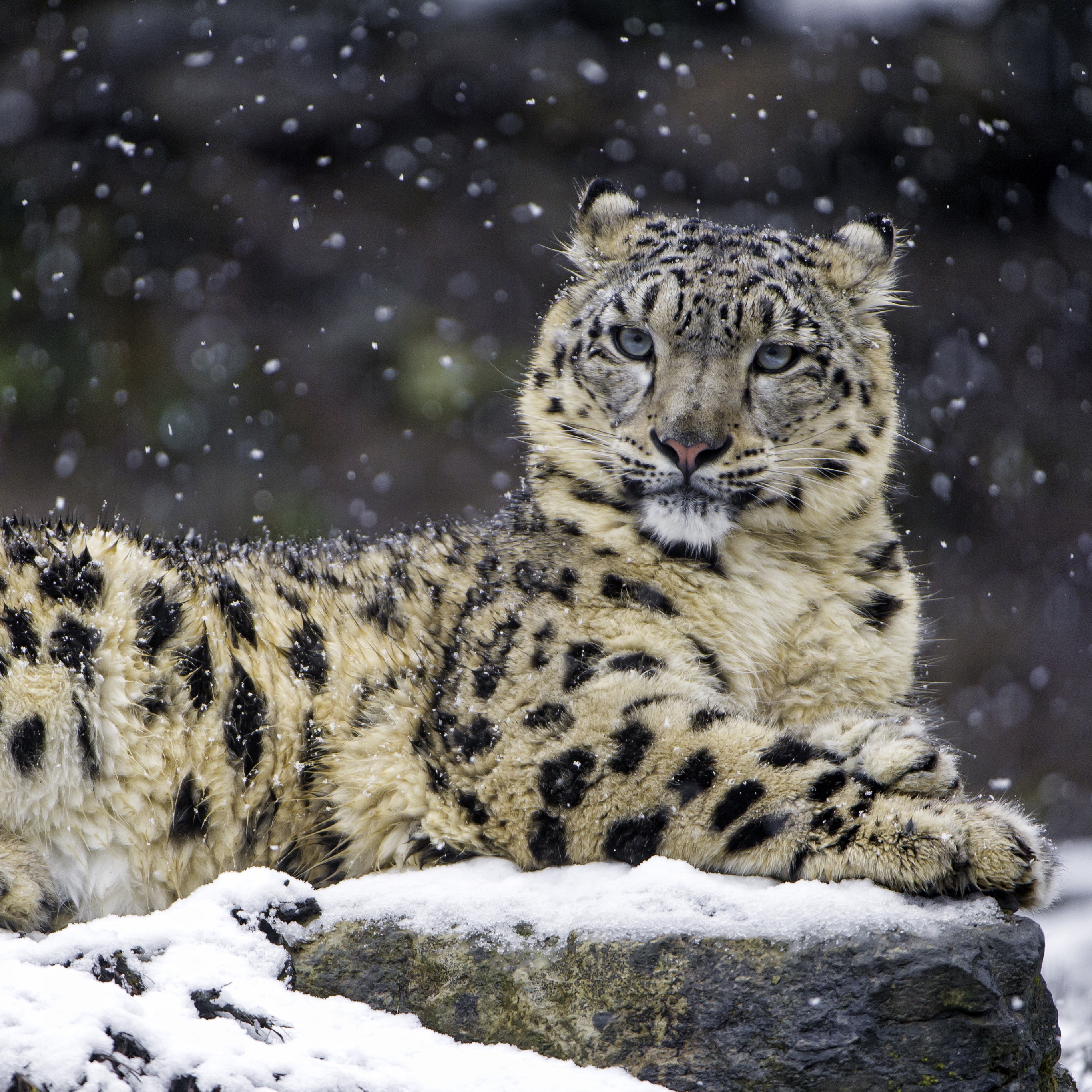 Snow leopard Wallpaper 4K, Winter, Big cat, Wildlife