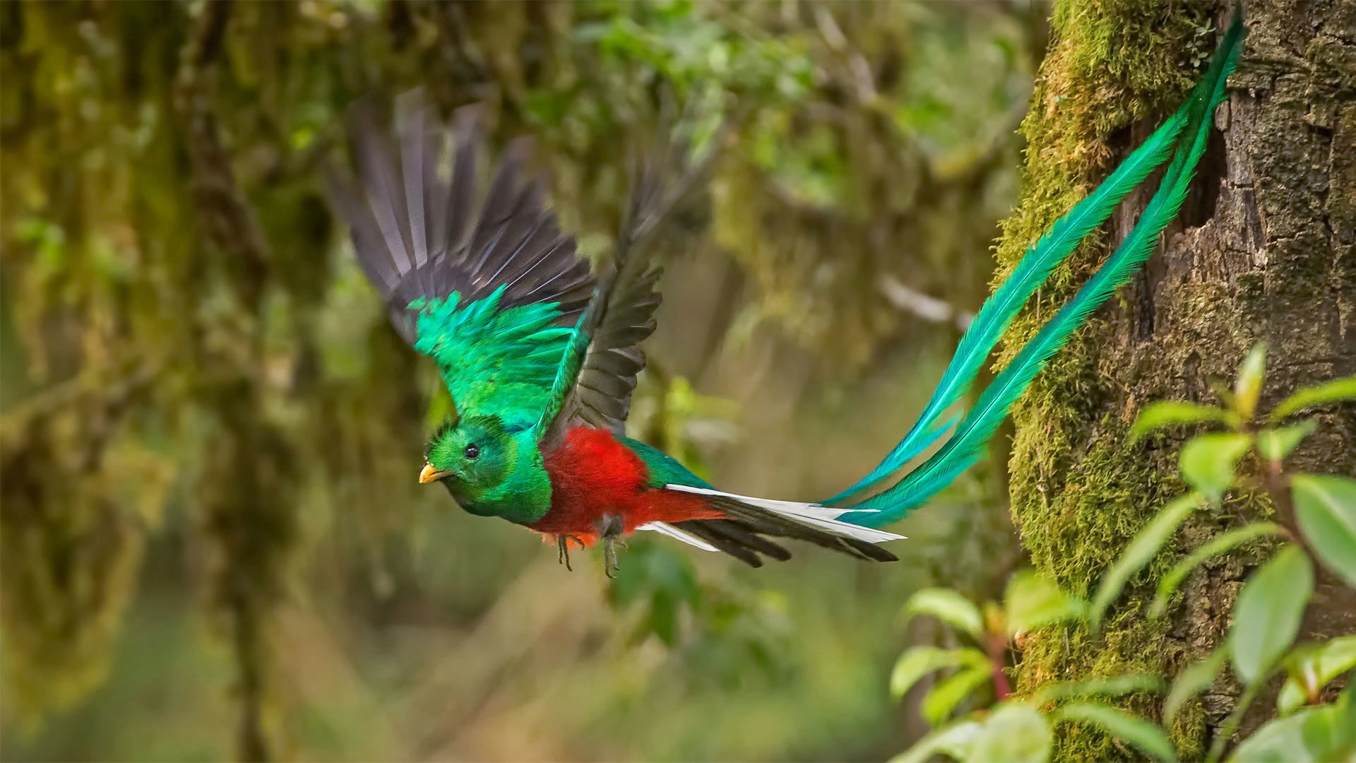 Majestic Quetzal in Flight HD Bird Wallpaper