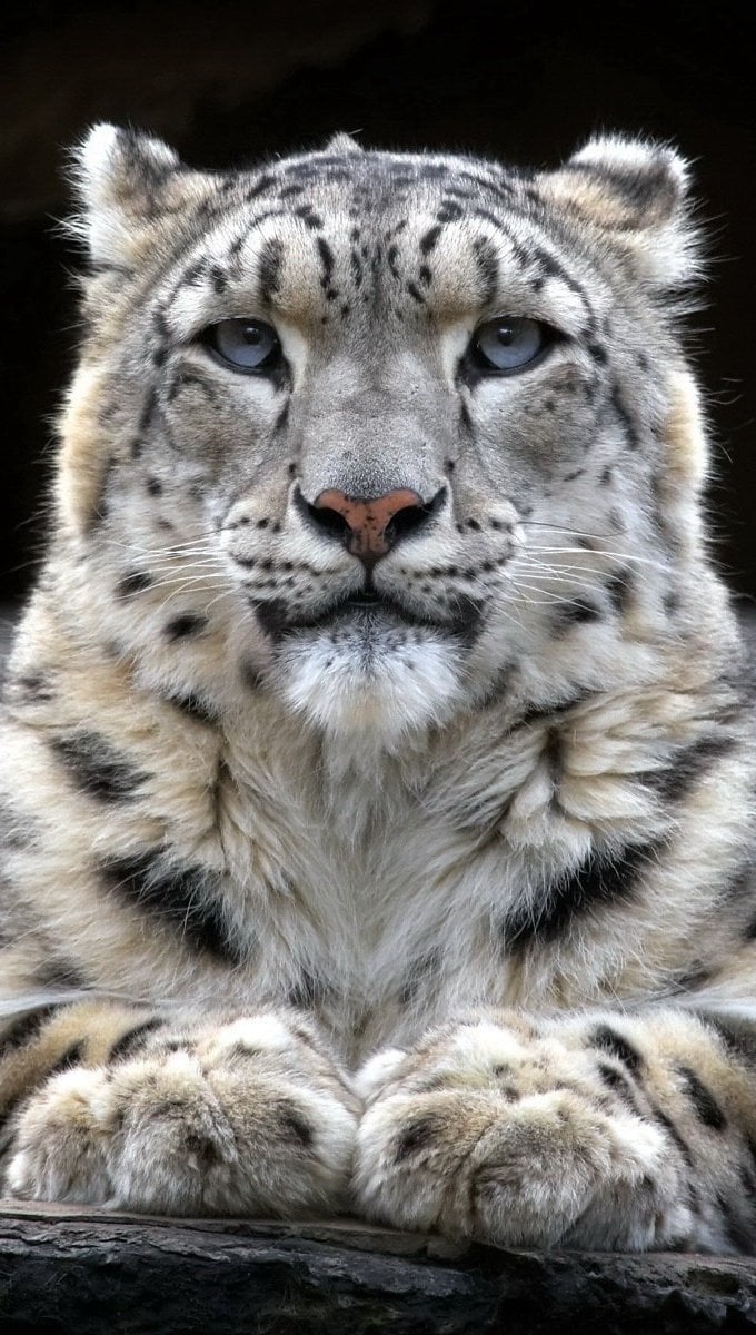 Snow leopard Wallpaper Full HD for iPhone and Mobile Phone