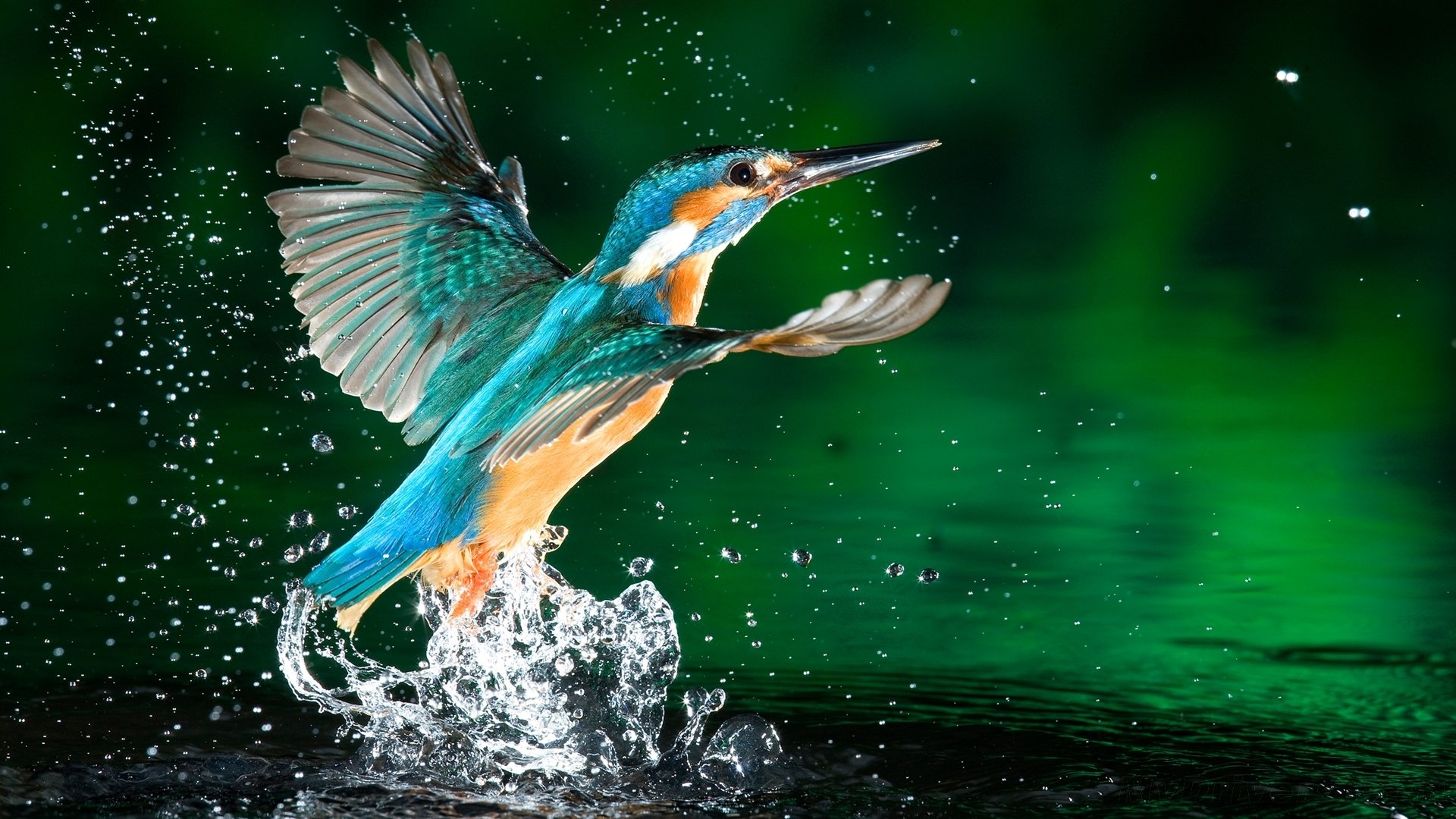 Stunning Kingfisher HD Wallpaper: Nature's Vibrant Splash