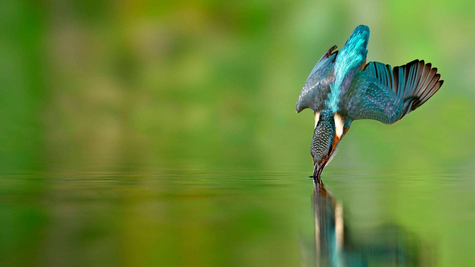Kingfisher bird Wallpaper 4K, Flying bird, Catching a fish