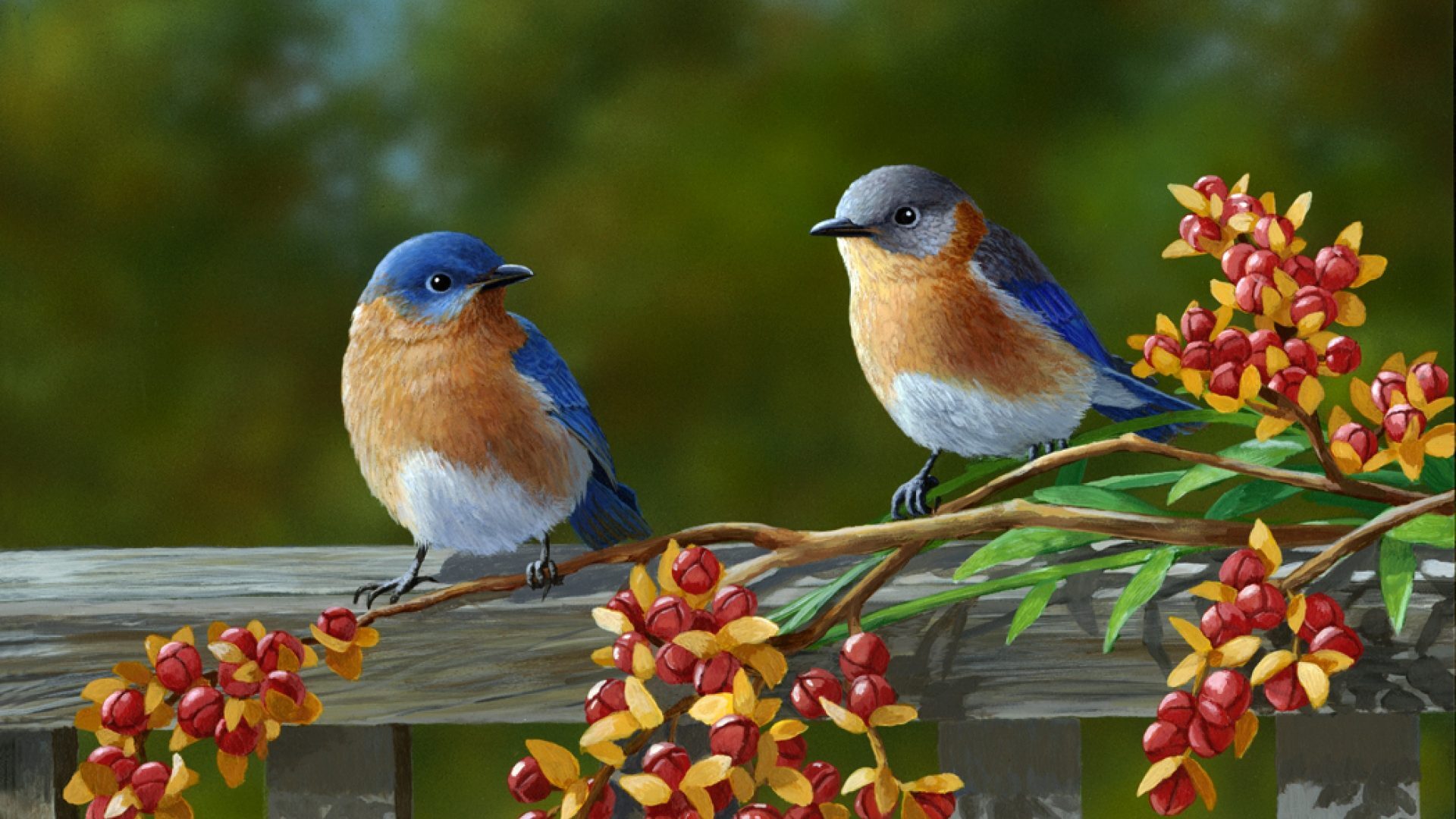 Two Beautiful Birds Pair HD Photox1080 resolution wallpaper