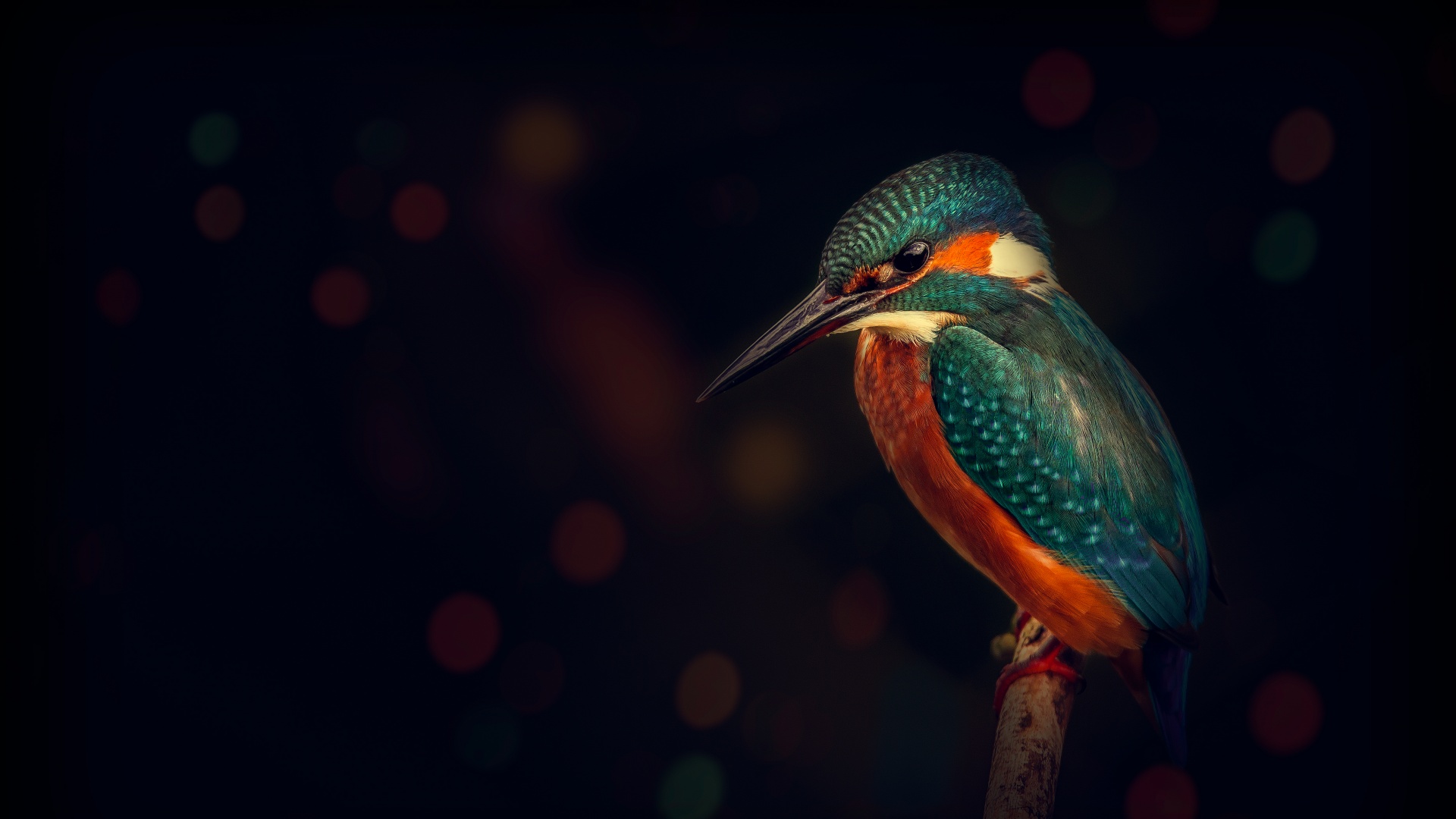 Kingfisher Wallpaper 4K, Bird, Wildlife, Dark background