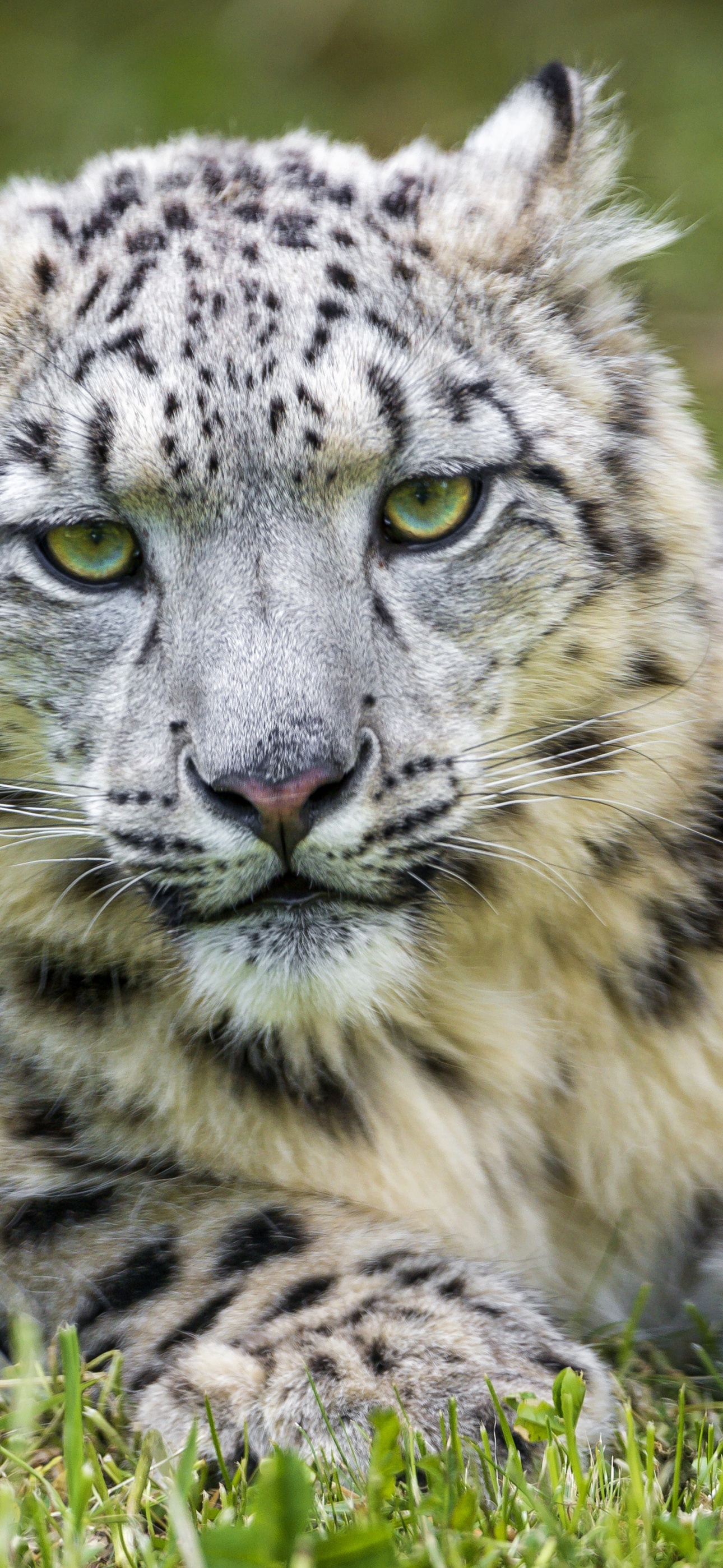 iPhone 16 Plus WallpaperK Background for iPhone 16 Plus