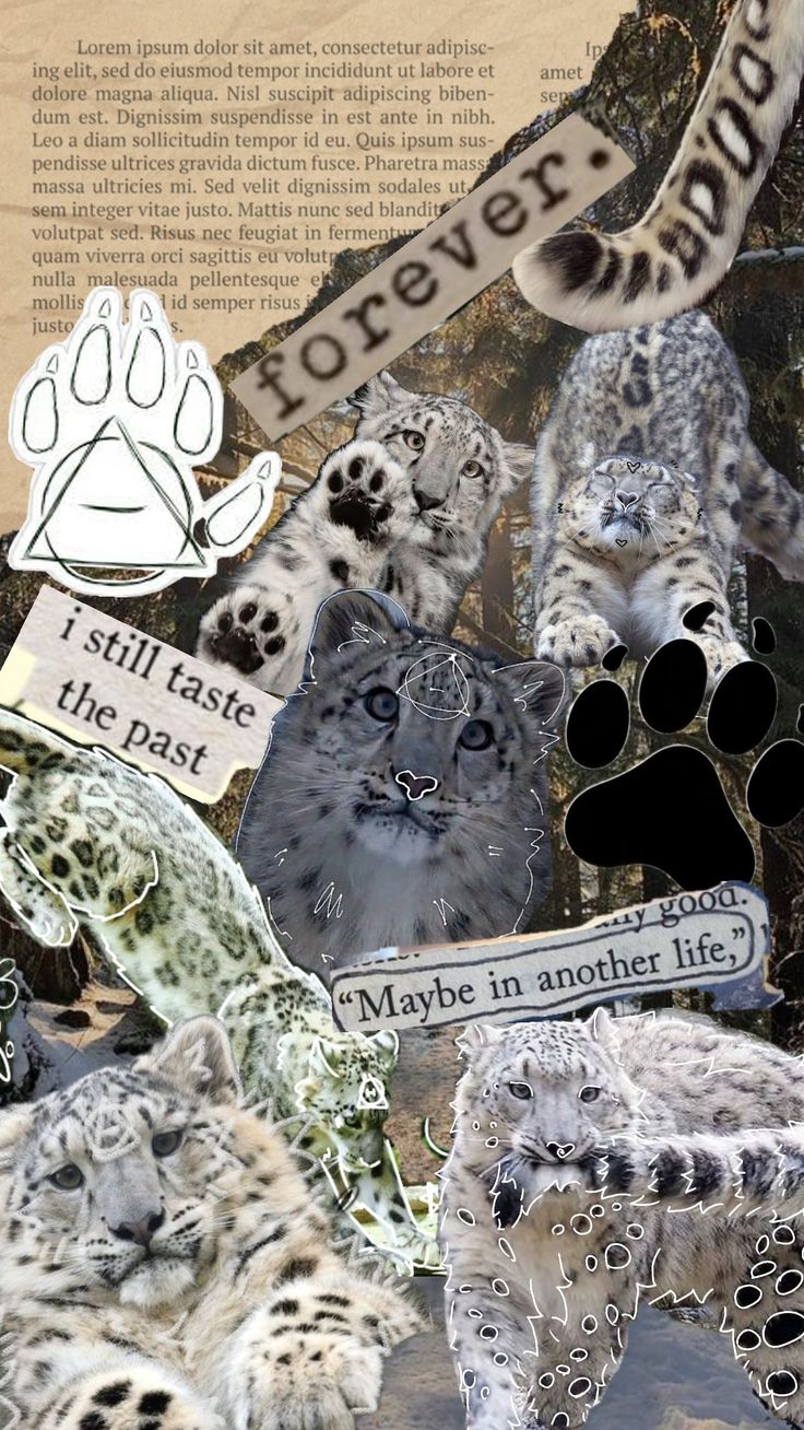 THERIAN THINGS <333. Snow leopard, Fennec fox, Animals