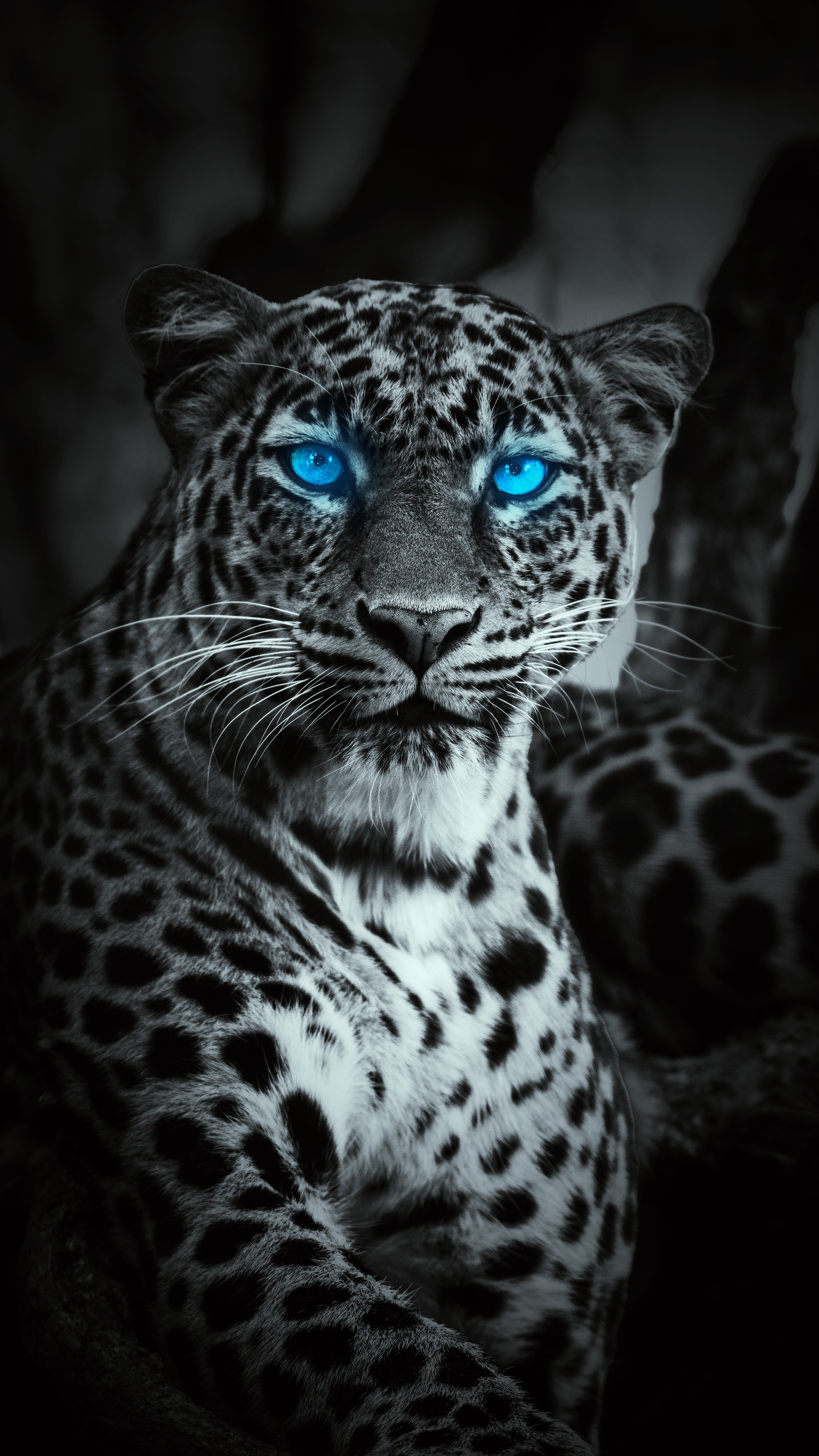 Wallpaper Tiger, Leopard, Snow Leopard, Lion, Jaguar, Background Free Image