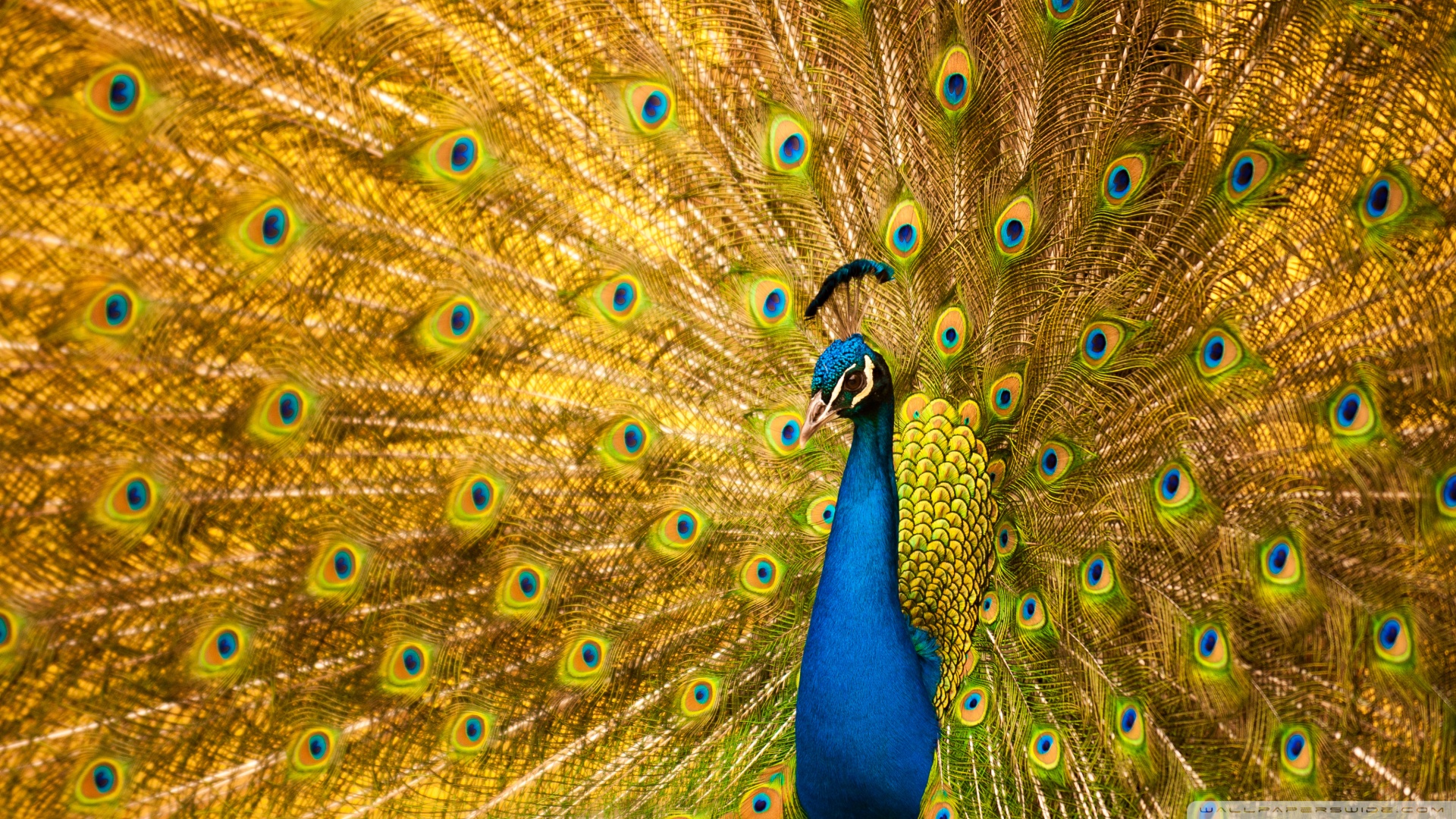 Most Beautiful Birds in the World 4K UHD Wallpaper for UltraHD Desktop and TV, Widescreen and UltraWide Display, Dual Monitor, Smartphone and Tablet Devices