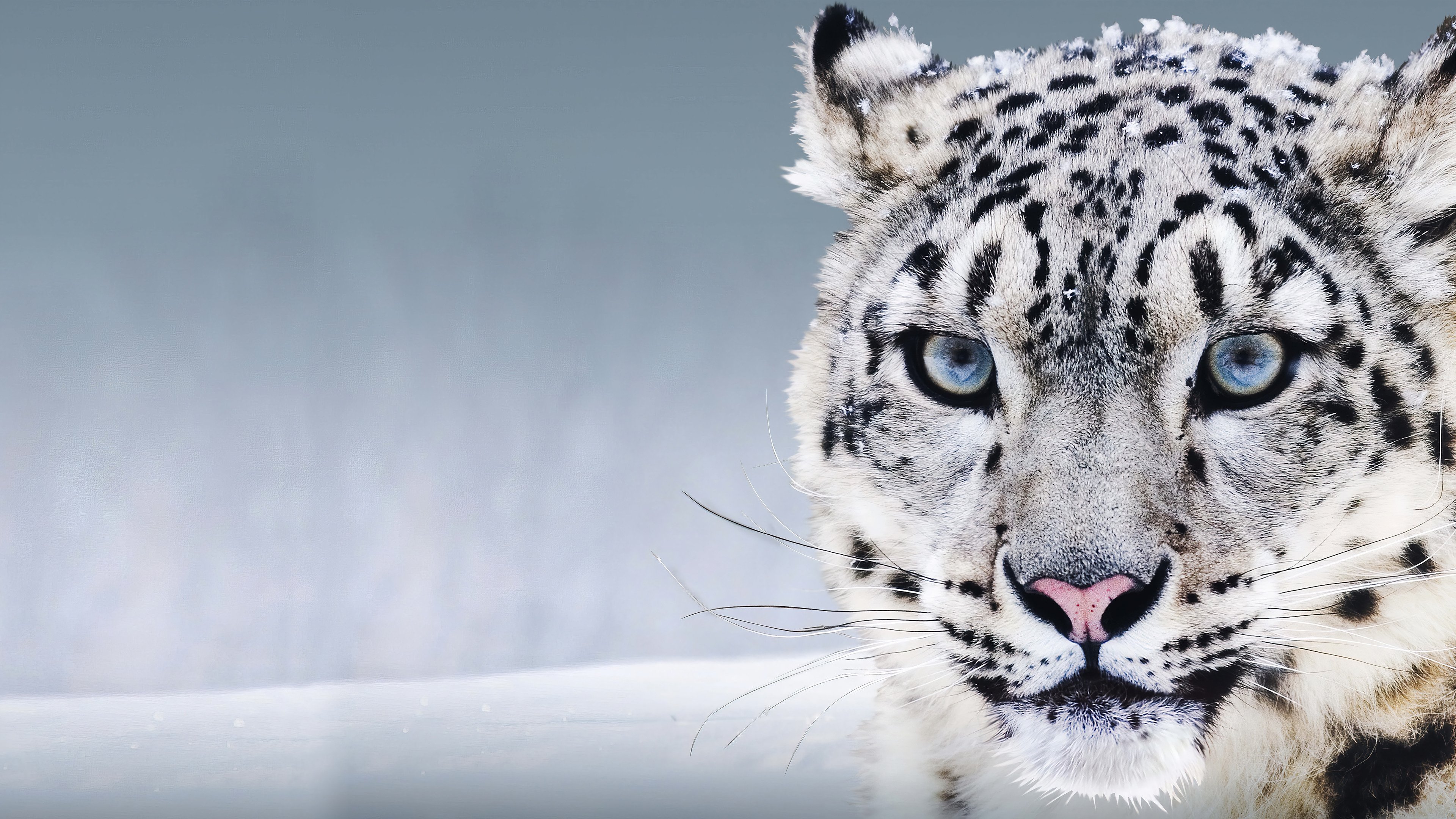 White leopard in the snow Wallpaper 4k for Desktop
