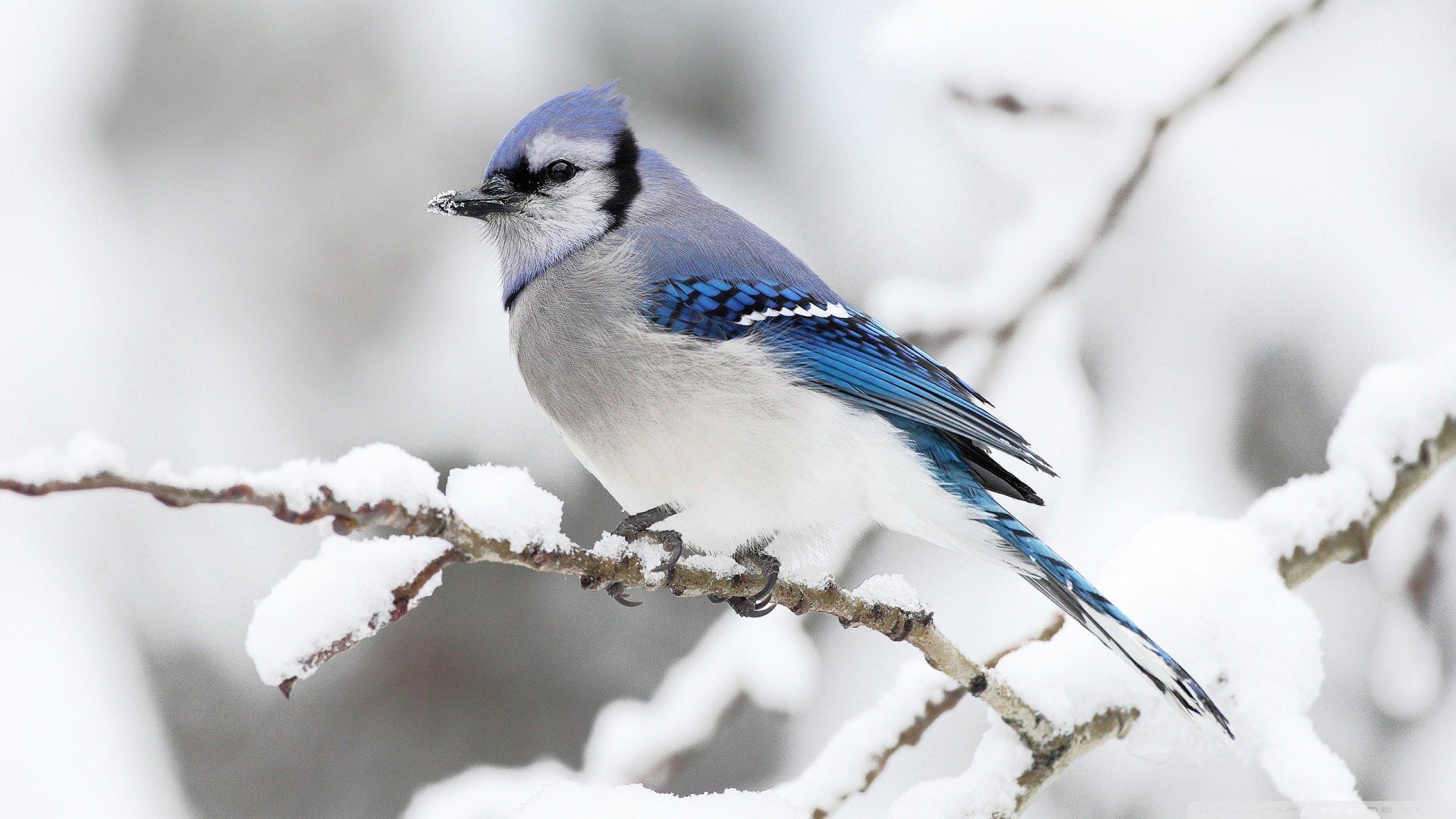 Beautiful Bird Winter 4K UHD Wallpaper for UltraHD Desktop and TV, Widescreen and UltraWide Display, Smartphone and Tablet Devices