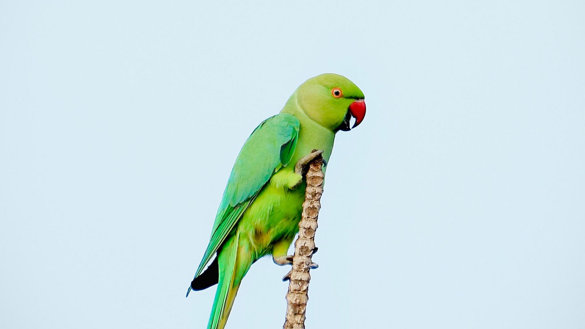 Download wallpaper 1920x1080 parrot, bird, bright, green, branch full hd, hdtv, fhd, 1080p HD background