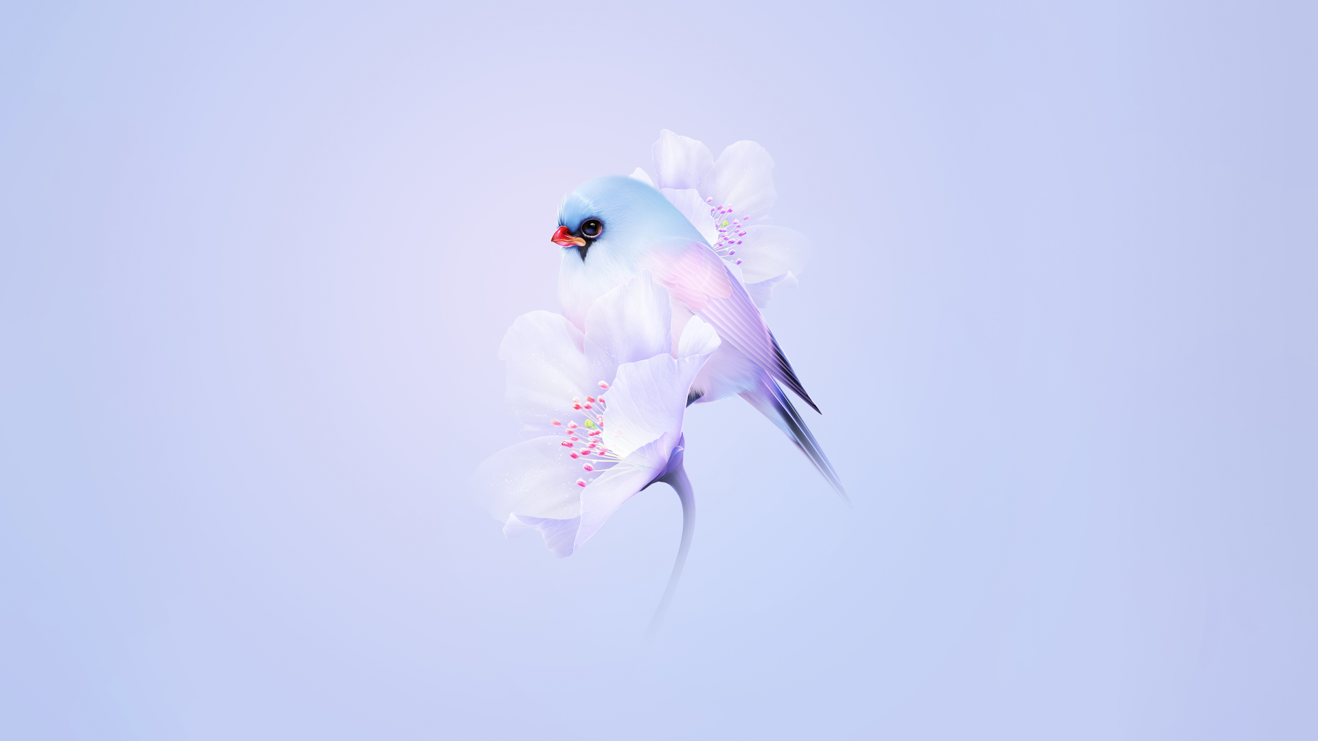 Cute bird Wallpaper 4K, Cherry blossom, Blue aesthetic