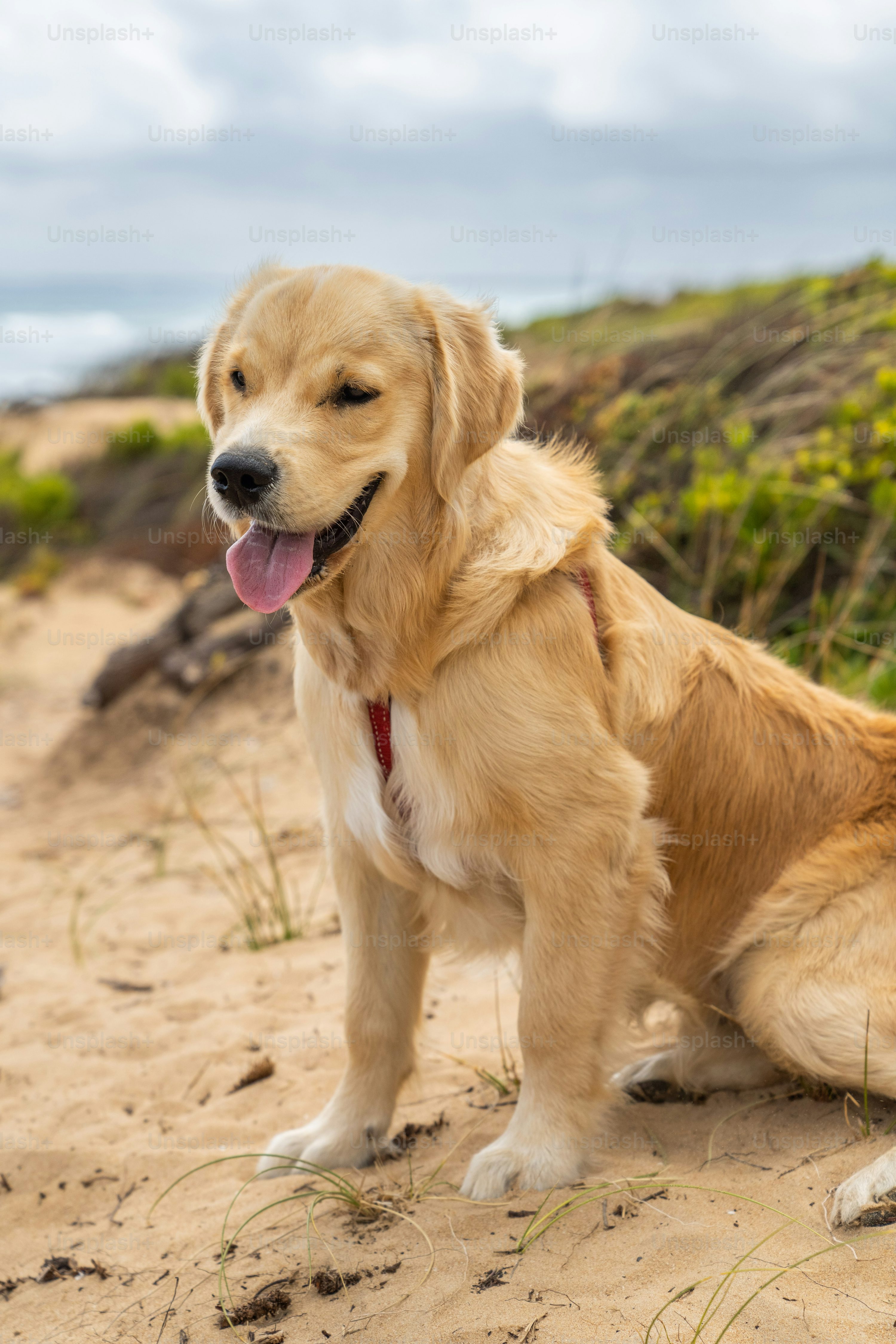 Happy Dog Picture [HD]. Download Free Image