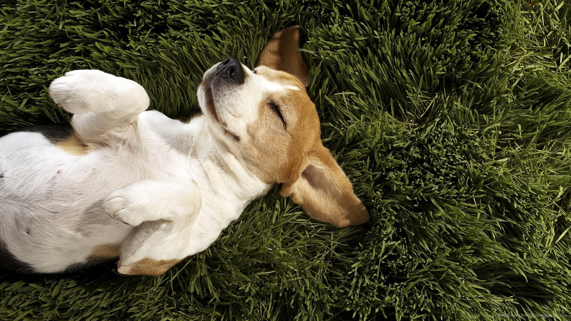 happy dog laying on his back wallpaper