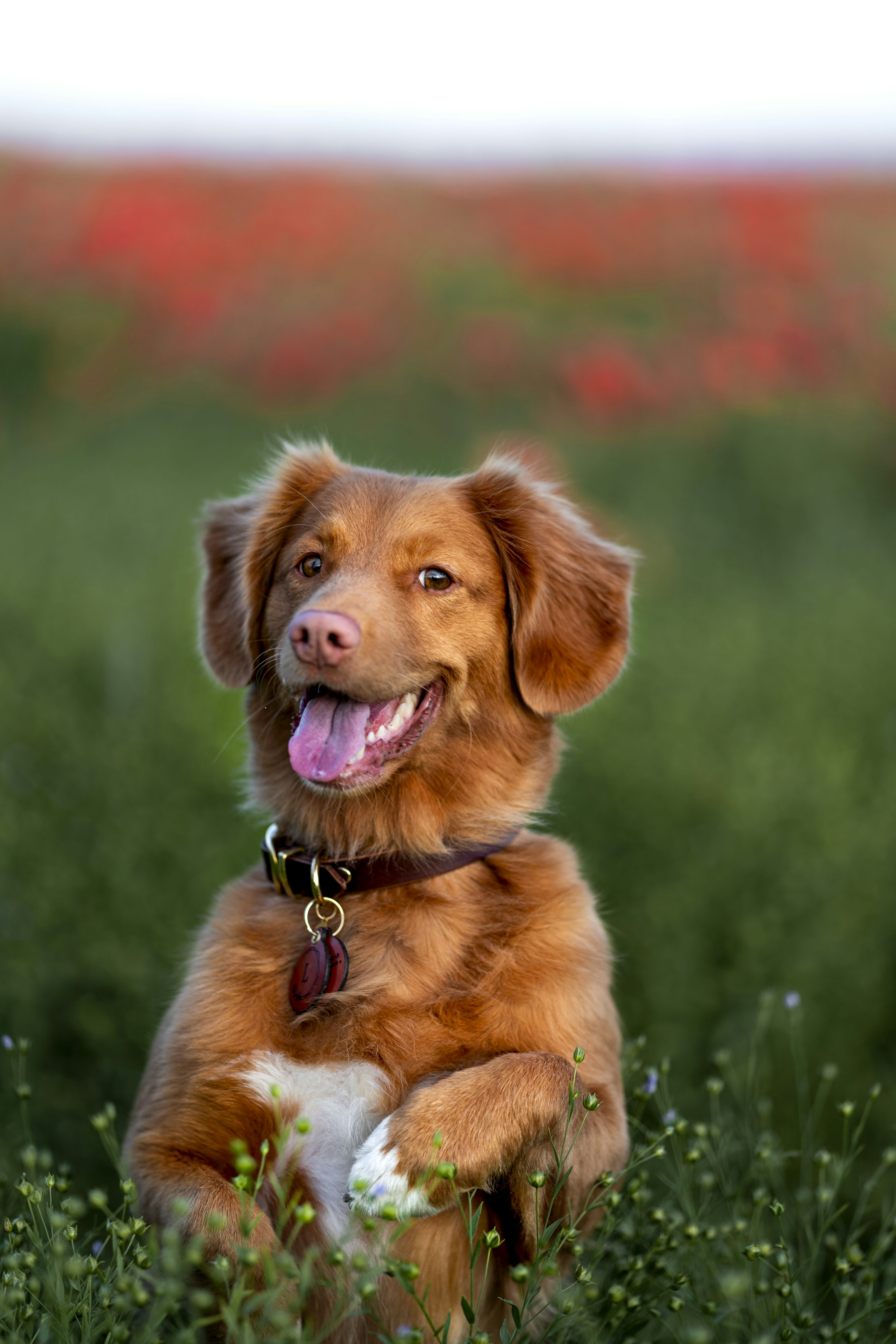 Happy Dog Picture [HD]. Download Free Image