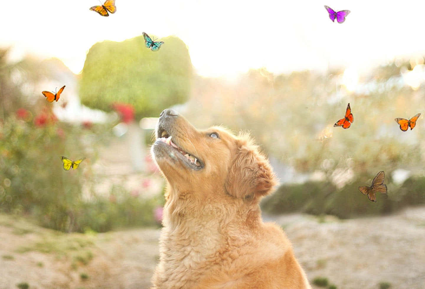 Download Beautiful Happy Dog Butterflies Picture