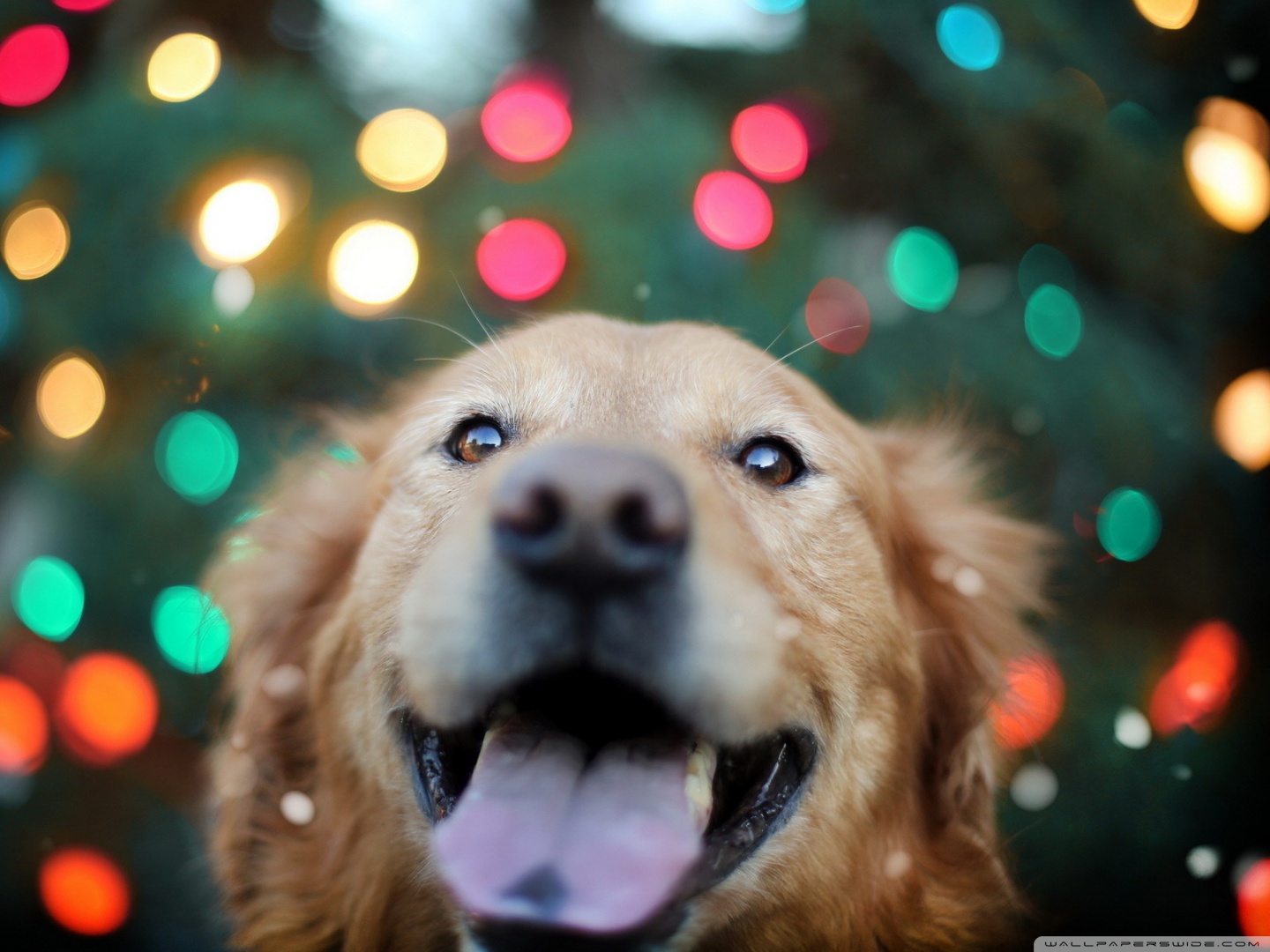 Happy Dog 4K UHD Wallpaper for UltraHD Desktop and TV, Smartphone and Tablet Devices