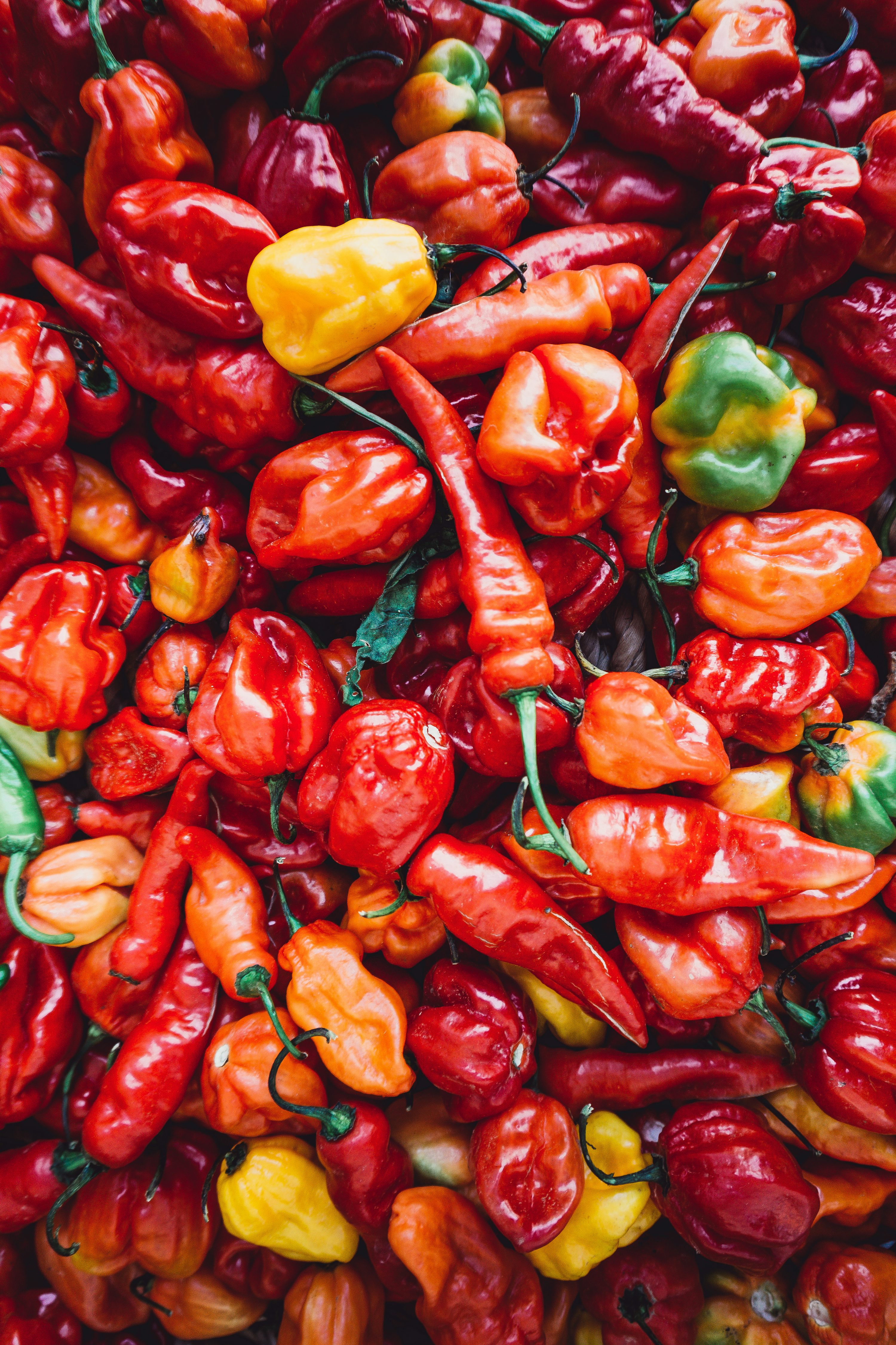 Chili Pepper Picture. Download Free Image