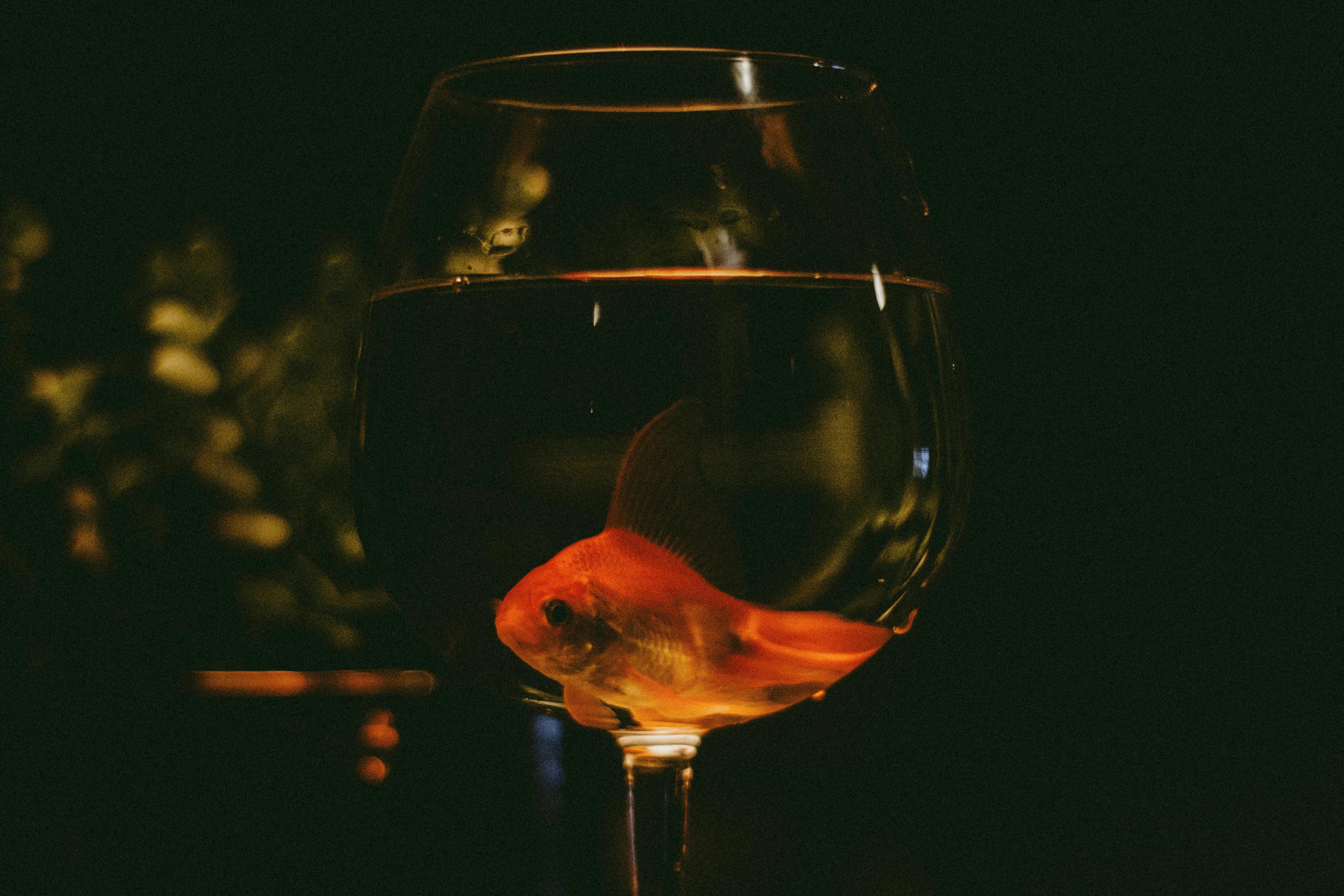 Cute Gold Fish on a Goblet Glass with Water · Free