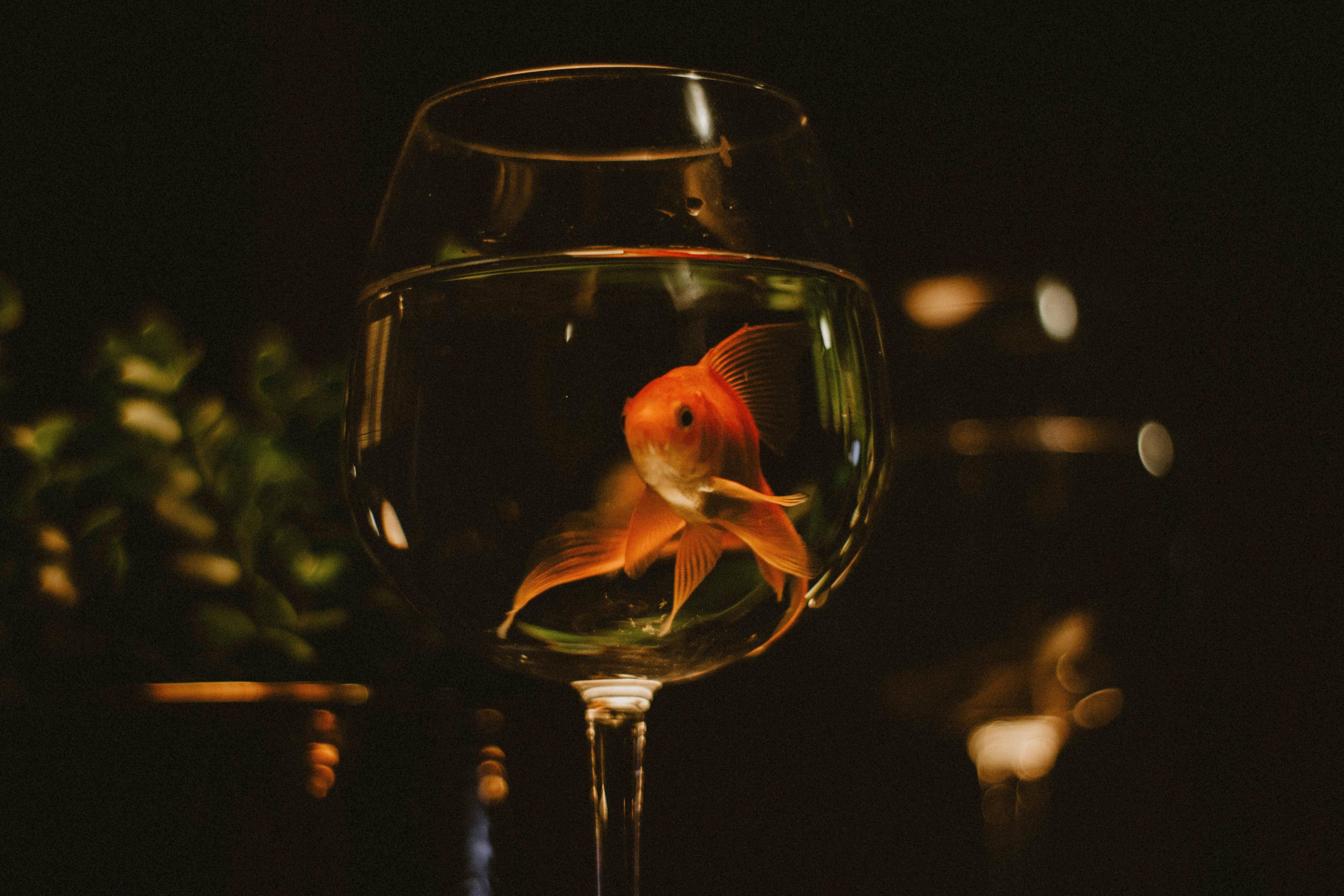 Cute Gold Fish on a Goblet Glass with Water · Free