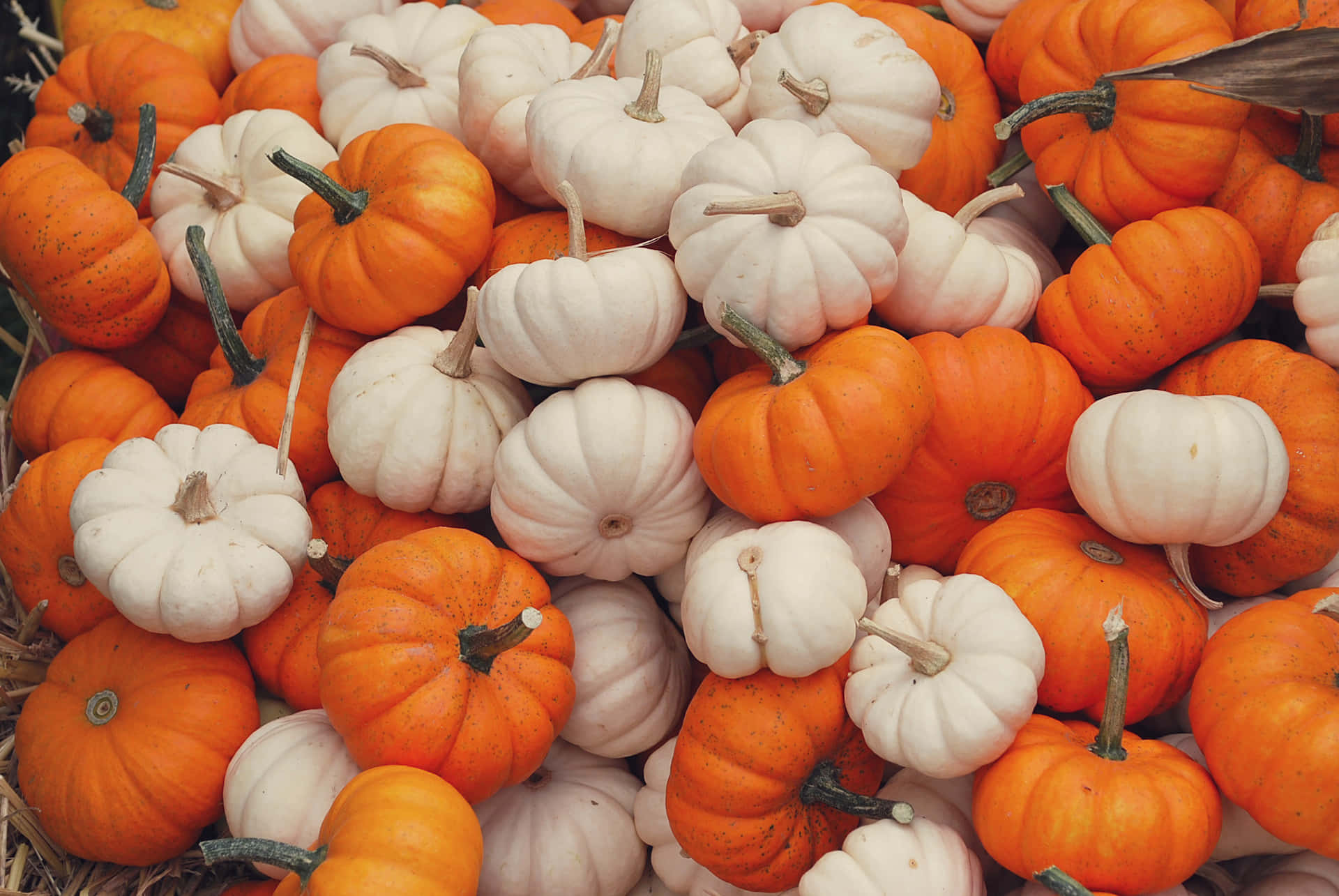 Download Enjoy the Colors of Fall with these Pumpkins Wallpaper