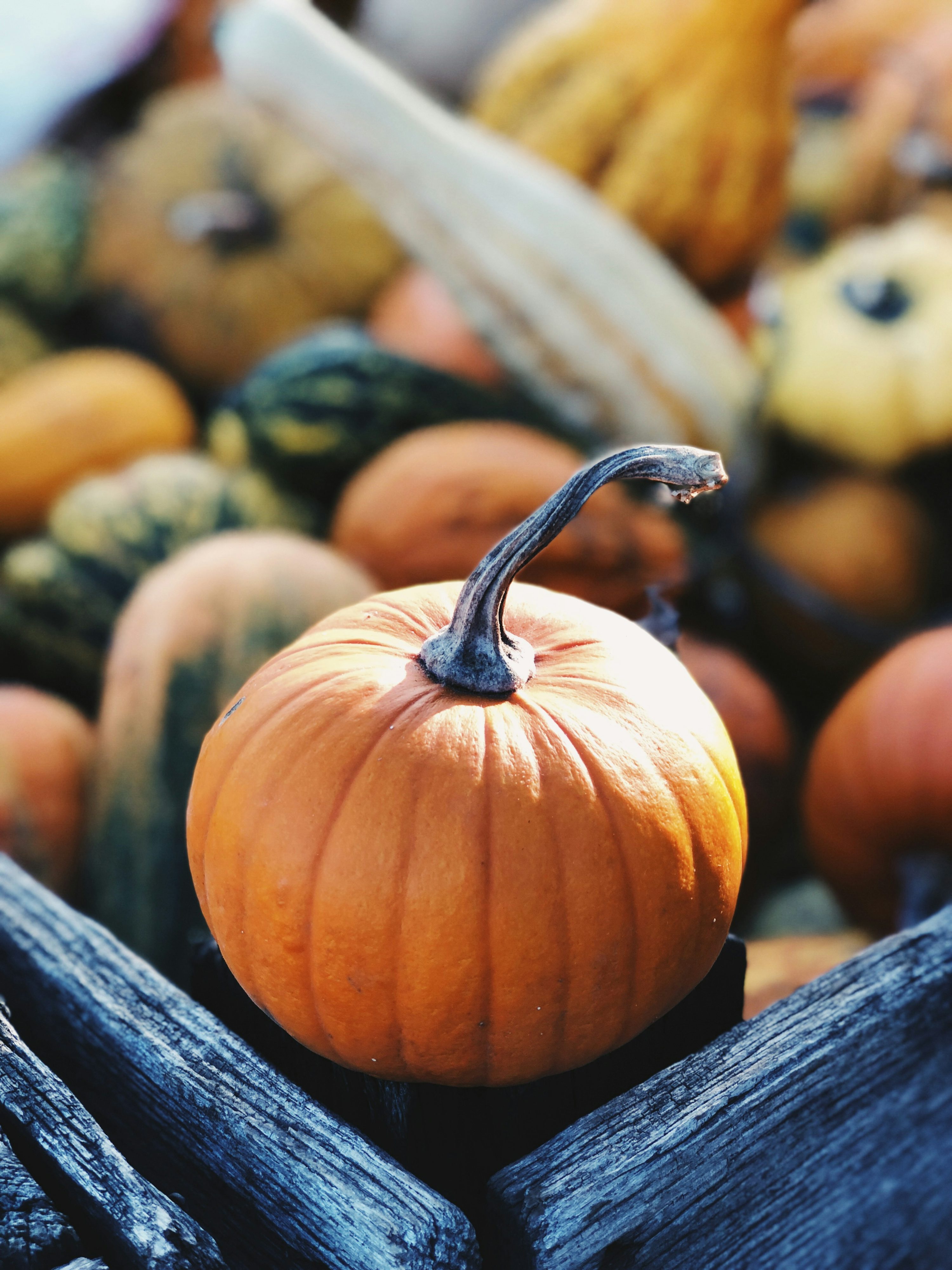 Pumpkin Picture [HD]. Download Free Image