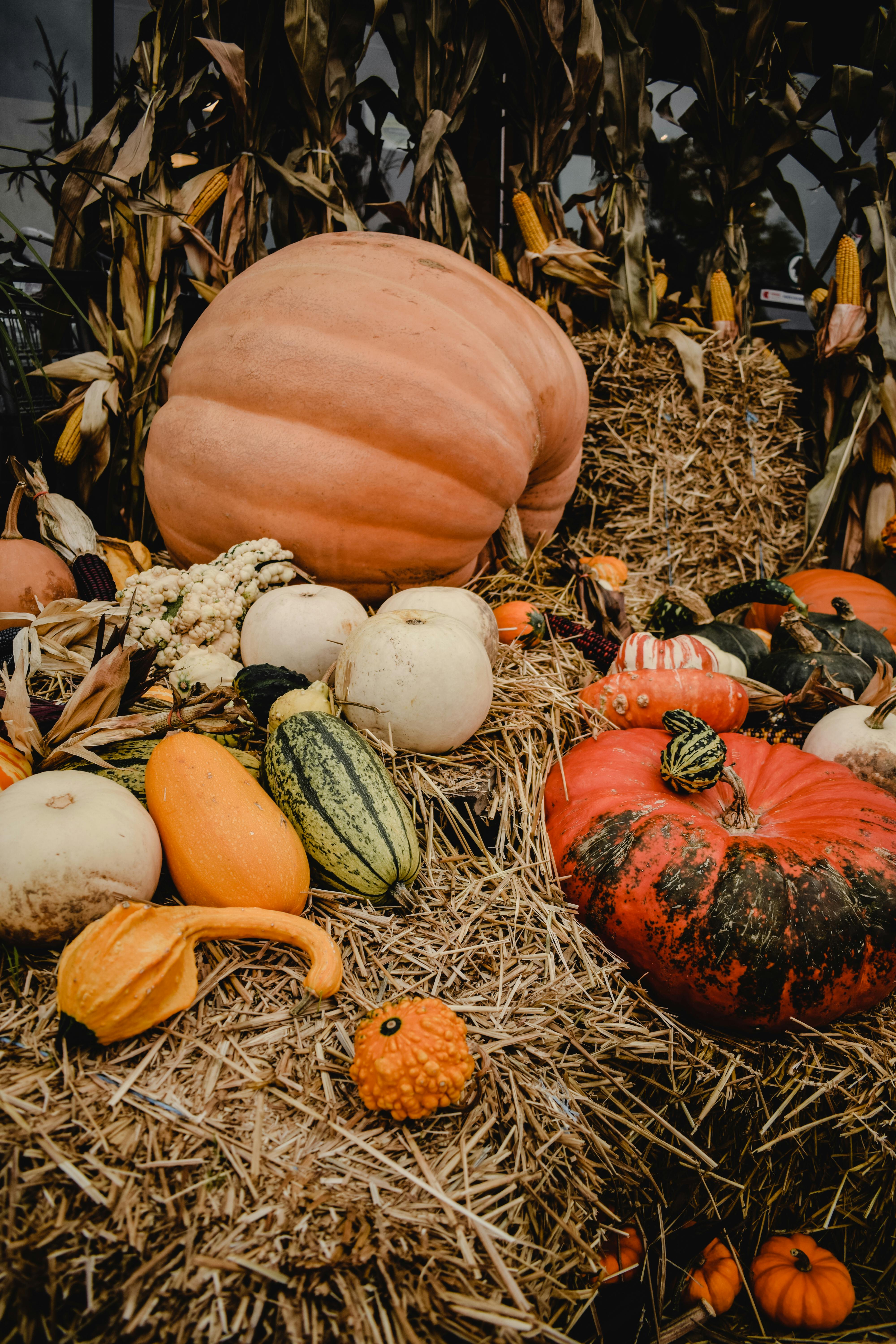 Pumpkin Patch Photo, Download The BEST Free Pumpkin Patch & HD Image