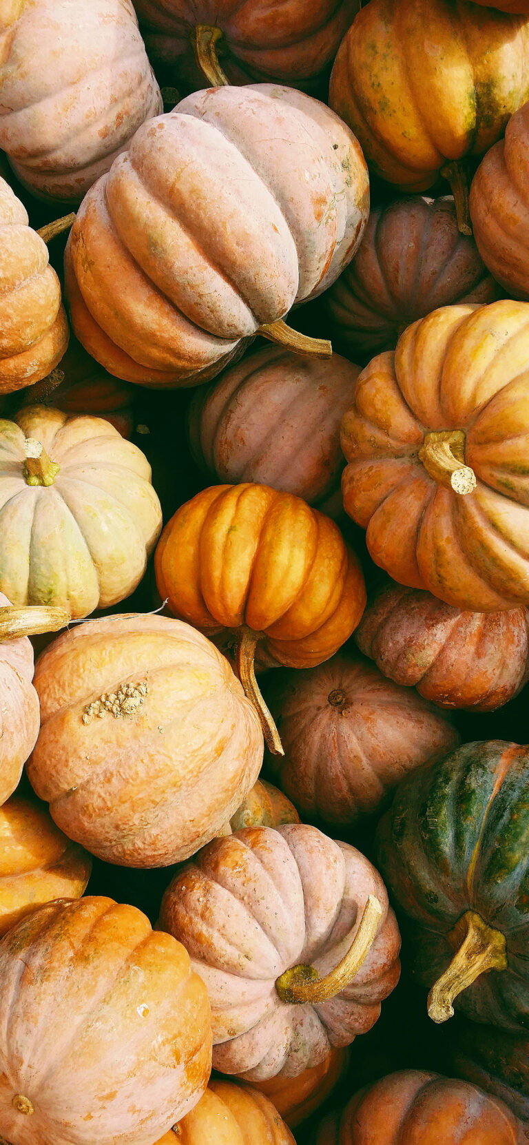 Autumn Pumpkins