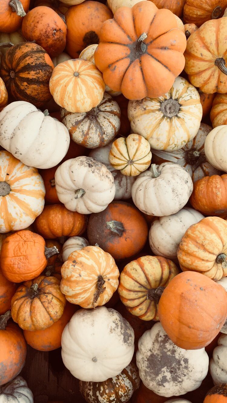 October Pumpkins Wallpaper, HD October Pumpkins Background on WallpaperBat