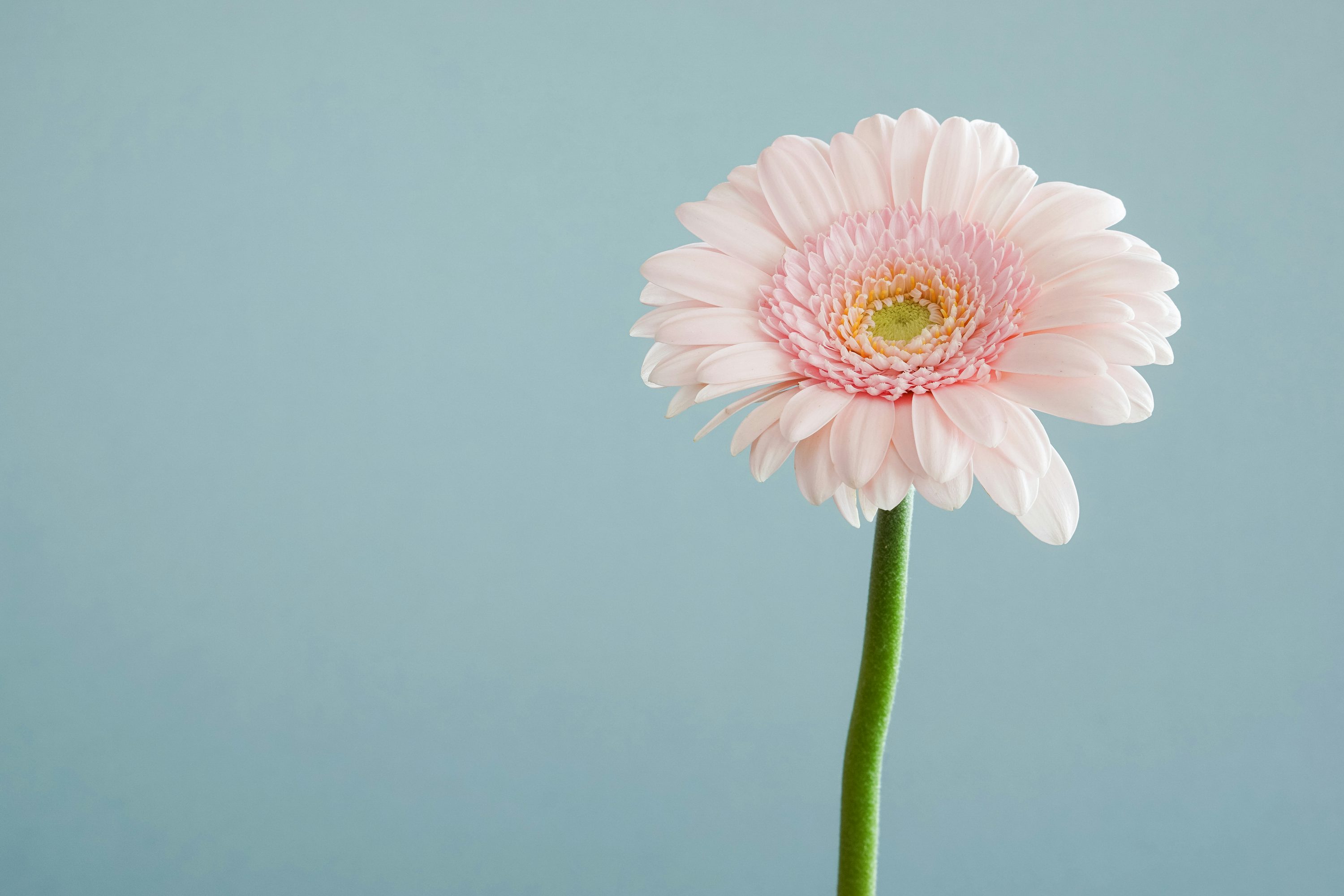 Flower Wallpaper: Free HD Download [4K]