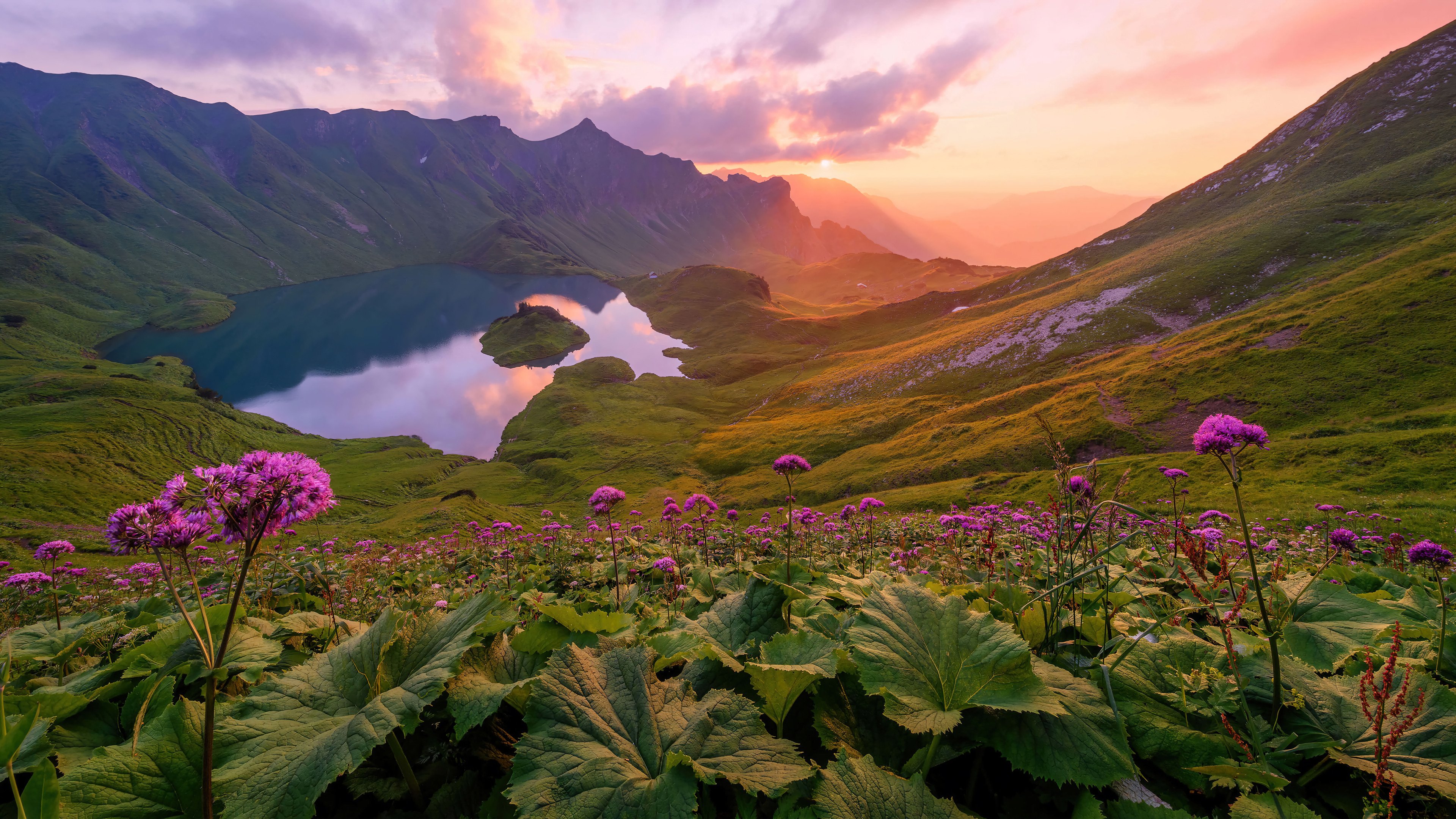 Flowers through mountains at sunset Wallpaper 4k for Desktop