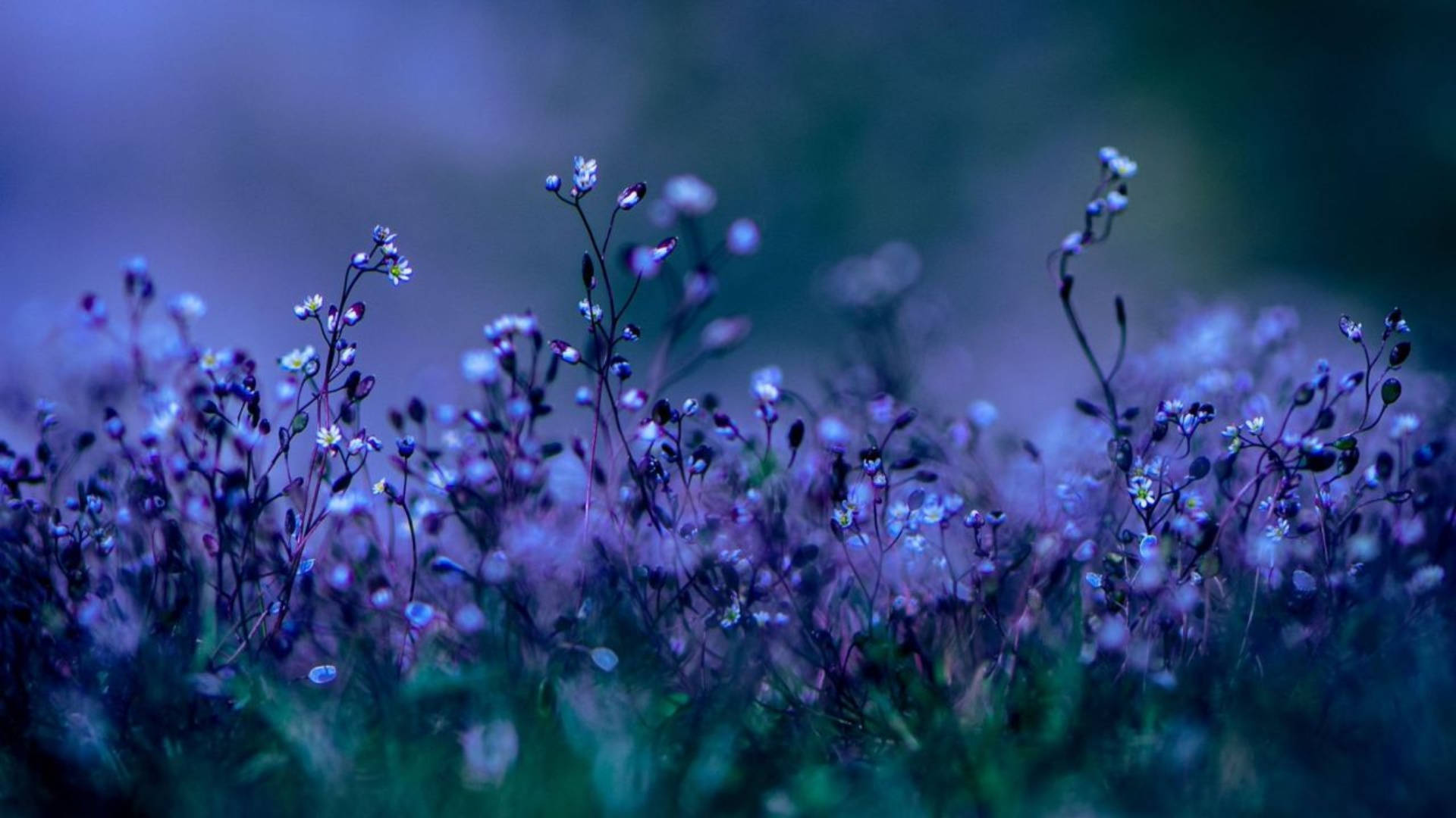 Download Vibrant Purple Flower on a Desktop Background Wallpaper