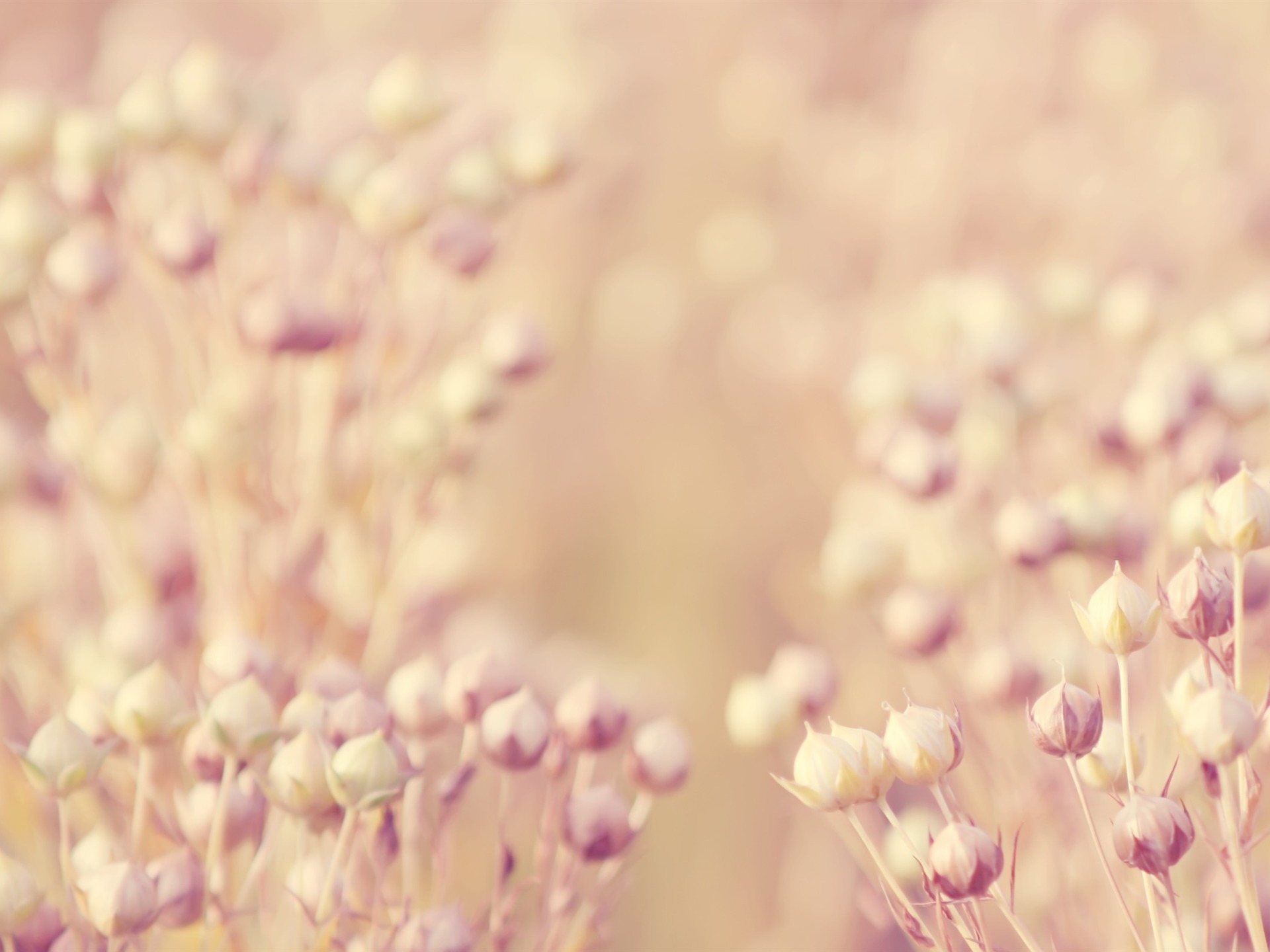 Flax Fresh And Natural Flowers Desktop Wallpaper