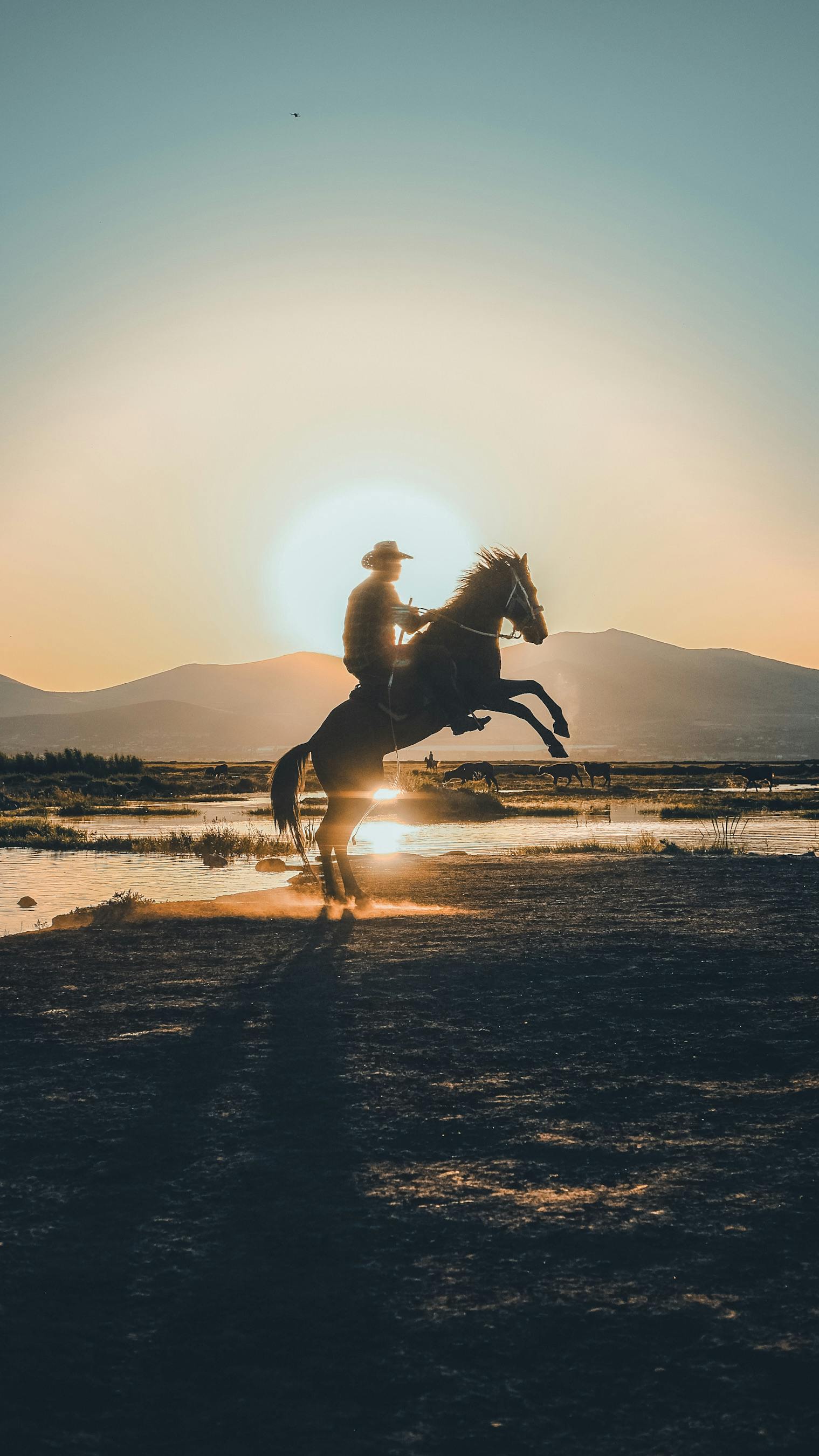 Cowboy on Horse at Sunset · Free