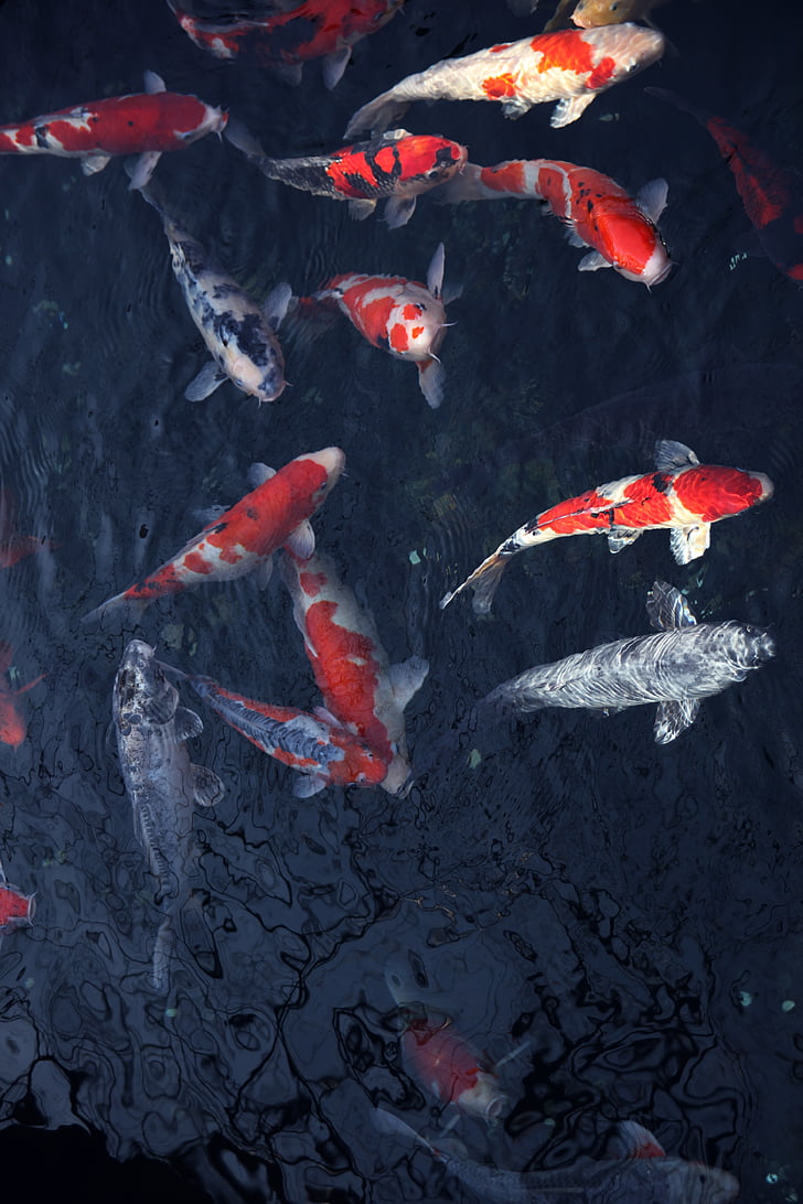 Royalty Free Photo: Shoal Of Koi Fishes