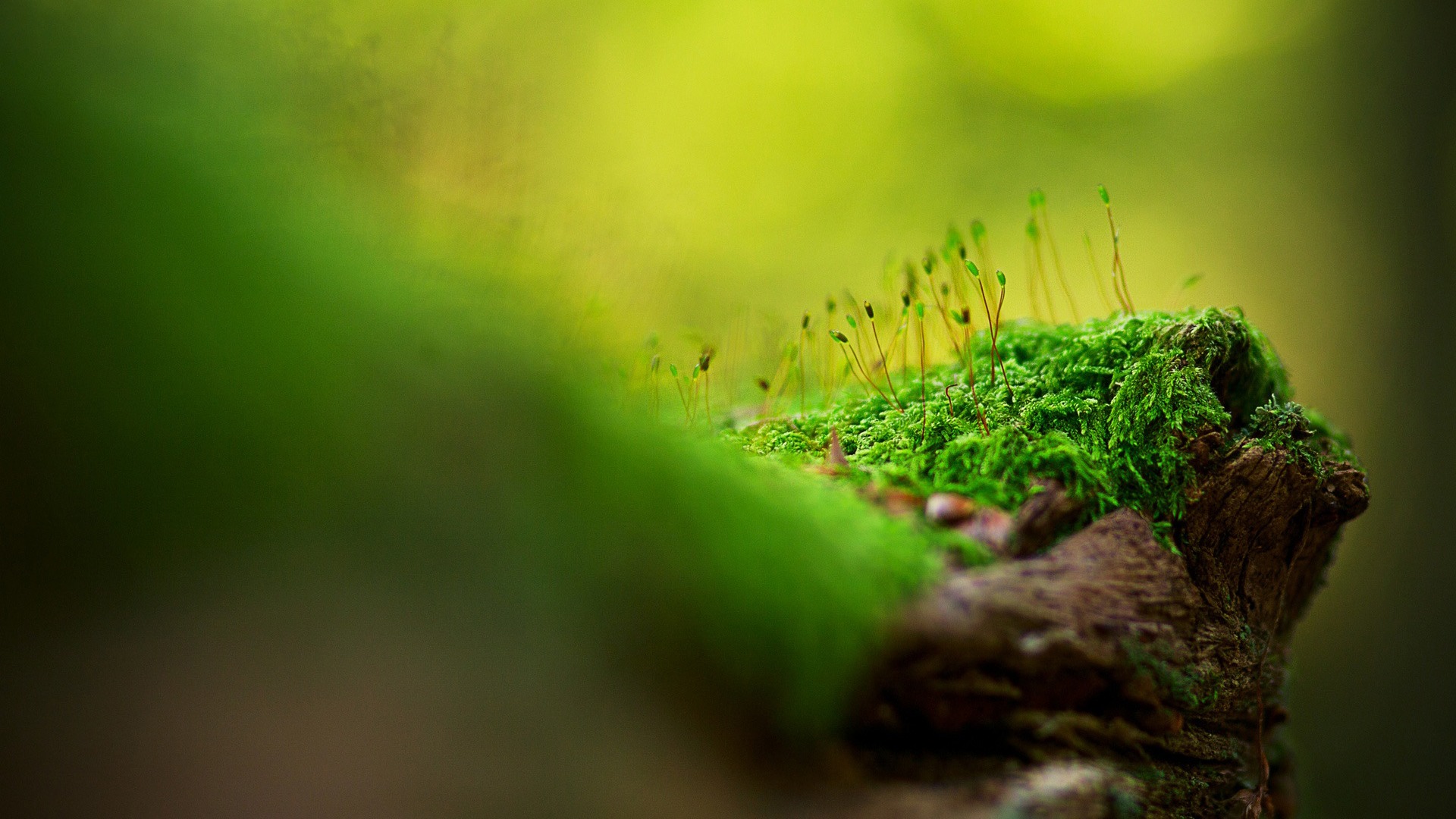 Moss Macro Photography Photo Series Wallpaper