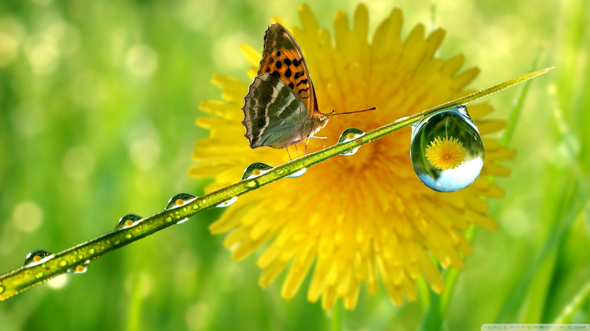 Macro 4K UHD Wallpaper for UltraHD Desktop and TV, Dual Monitor, Smartphone and Tablet Devices