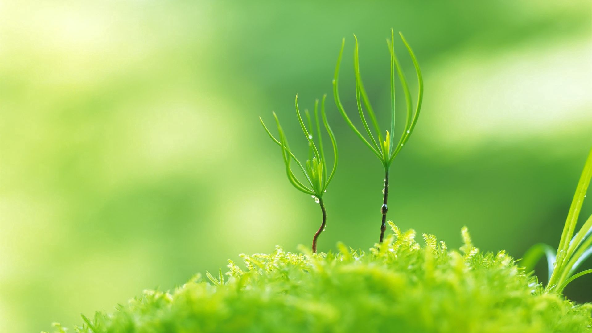 Download wallpaper 1920x1080 sprout, green, grass HD background