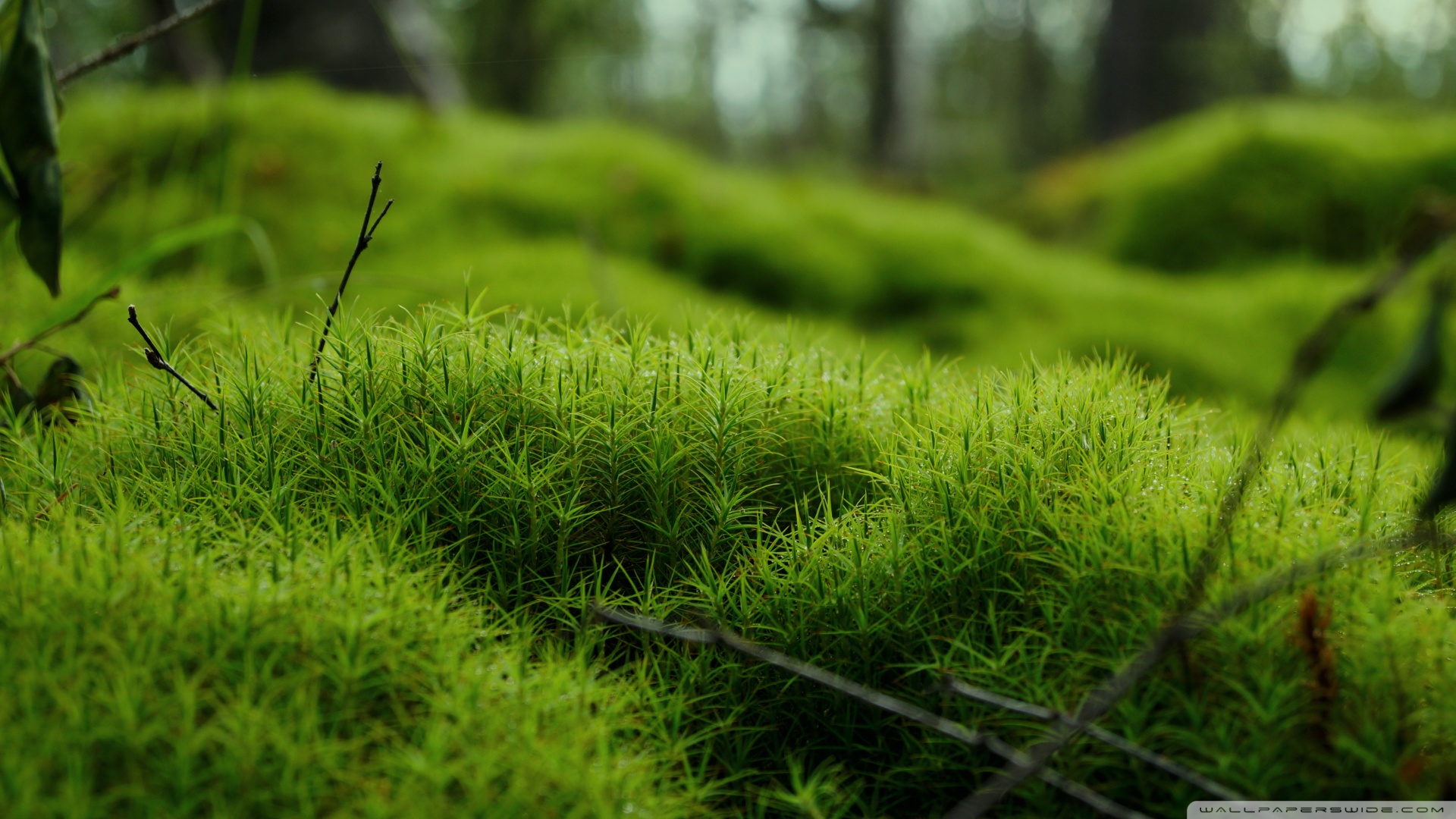 Moss Macro 4K UHD Wallpaper for UltraHD Desktop and TV, Widescreen and UltraWide Display, Smartphone and Tablet Devices