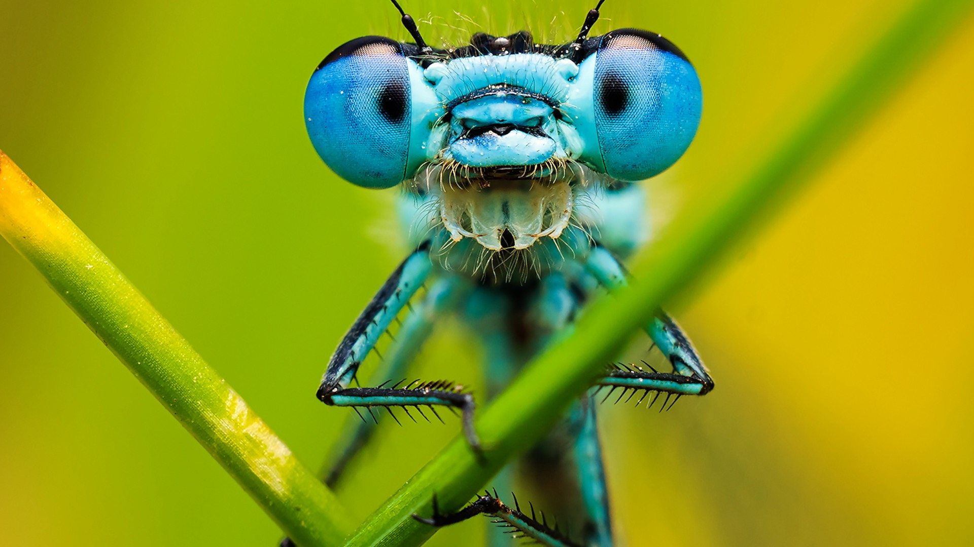 Macro photography: The hidden world of garden insects