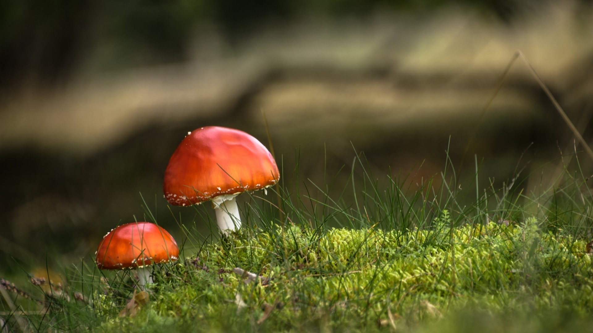 nature, Landscape, Mushroom, Depth Of Field, Closeup, Macro, Grass, Moss, Field Wallpaper HD / Desktop and Mobile Background