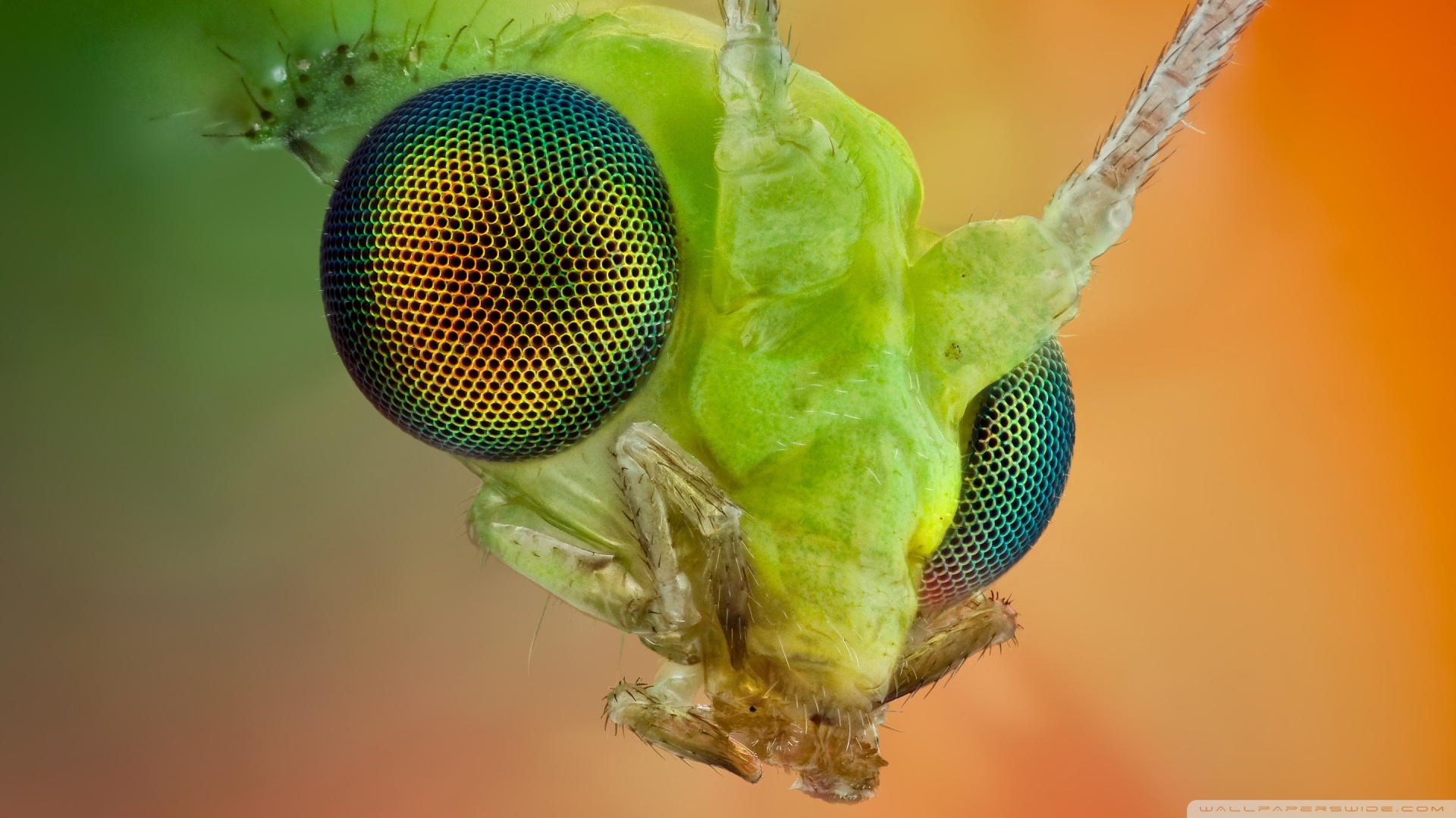 Macro 4K UHD Wallpaper for UltraHD Desktop and TV, Smartphone and Tablet Devices