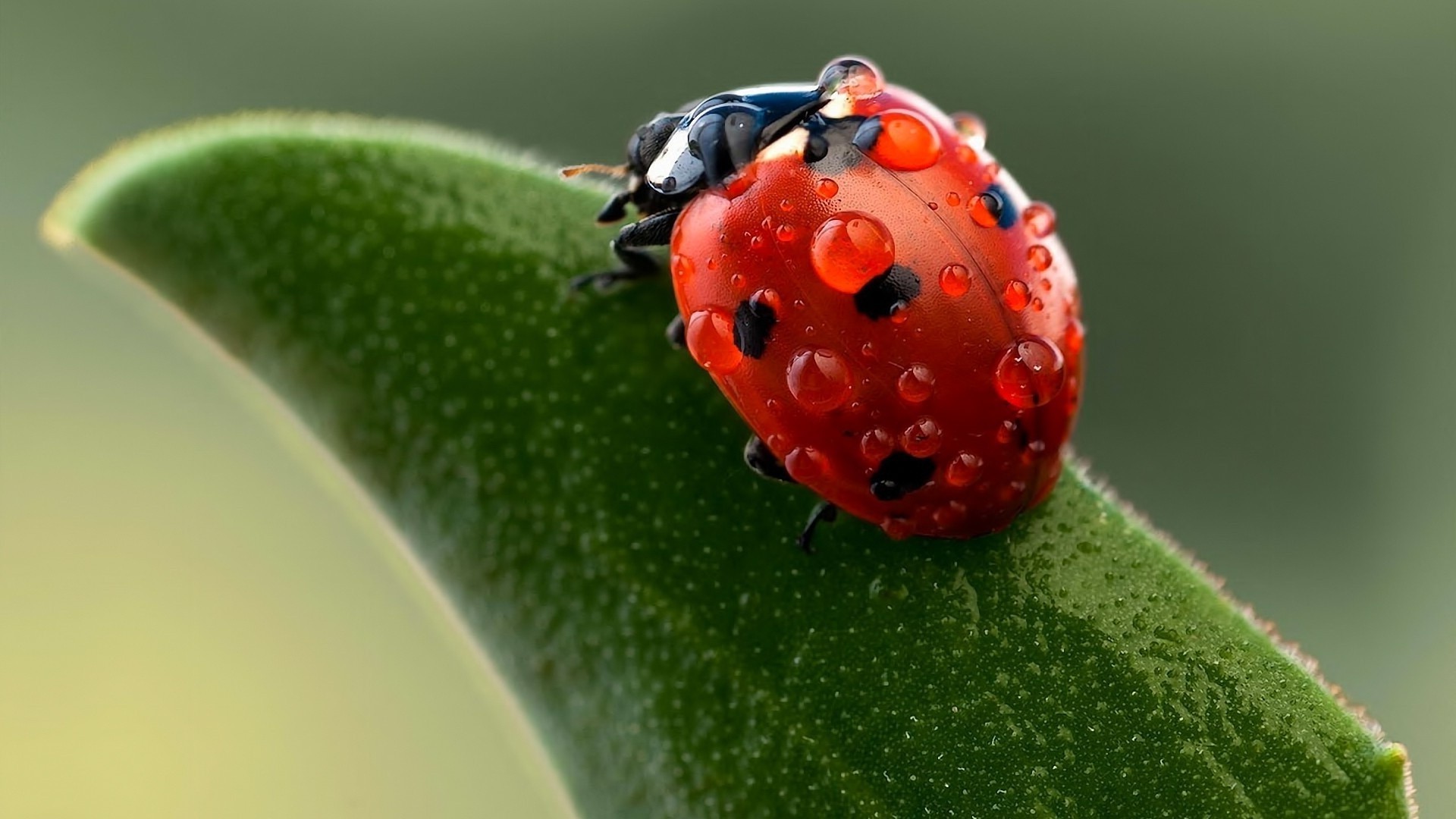 nature, Insect, Ladybugs, Macro Wallpaper HD / Desktop and Mobile Background