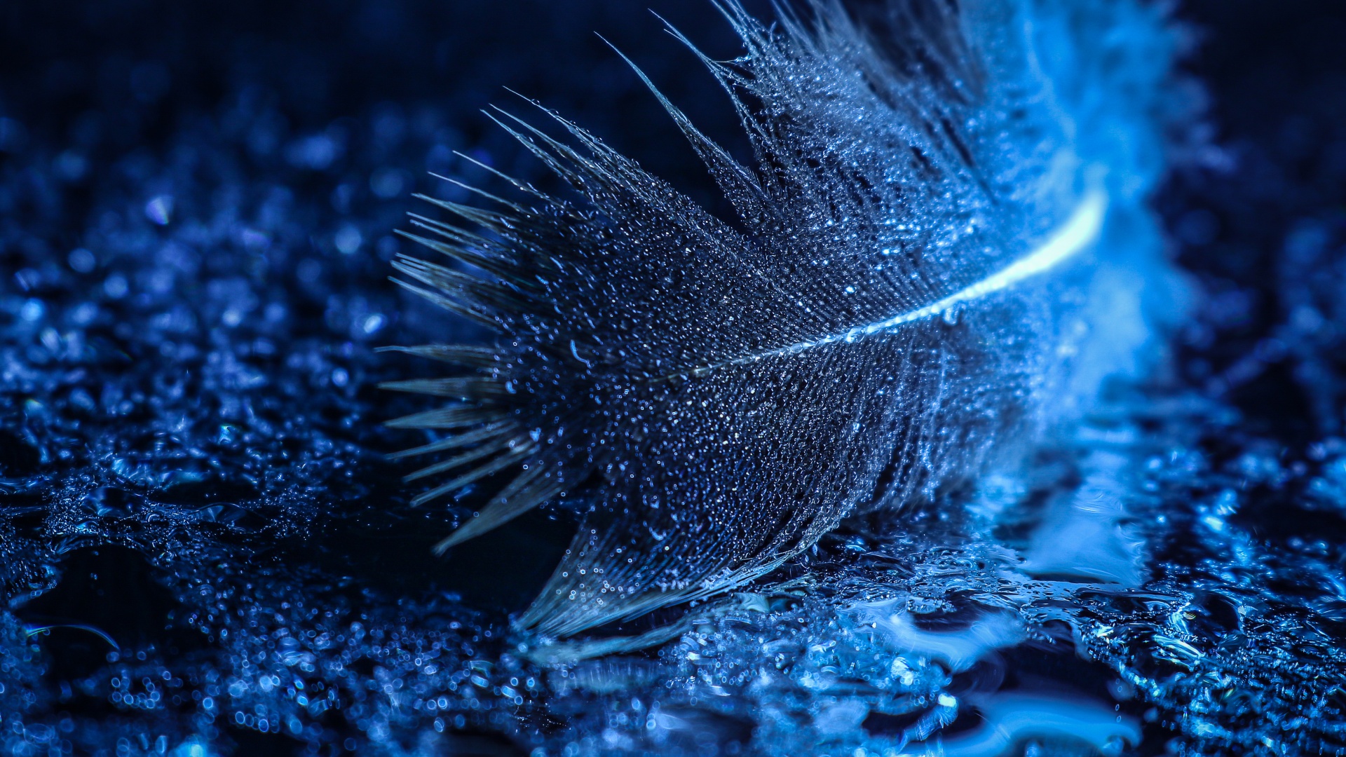 Feather Wallpaper 4K, Wet, Macro, Water droplets, Bokeh