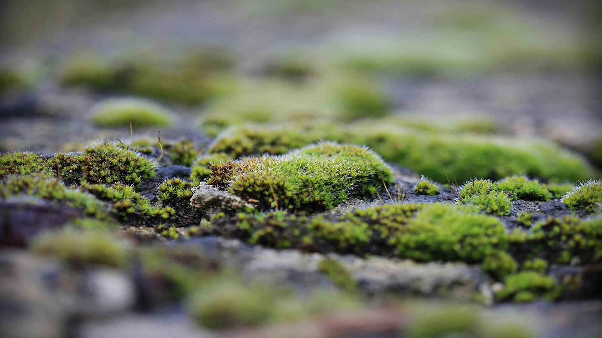 Moss Macro Photography Wallpaper