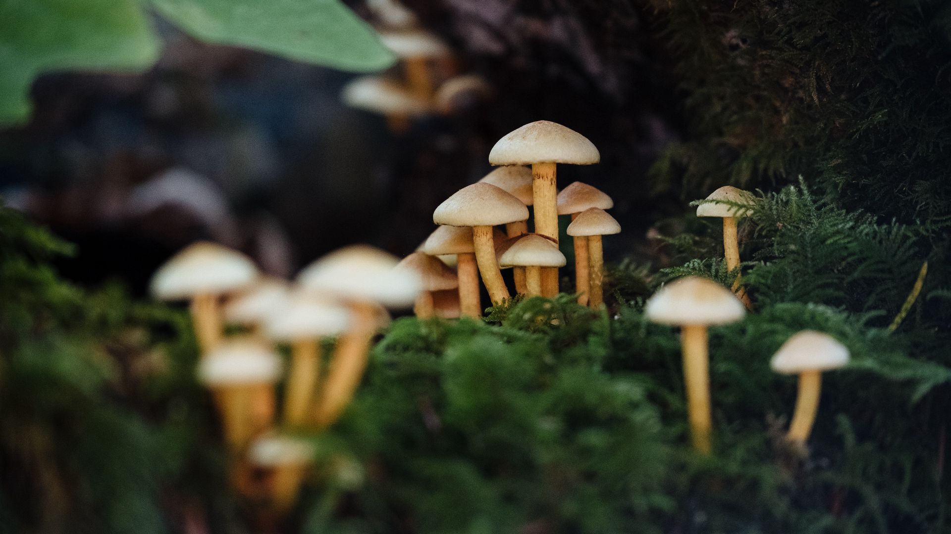 Download wallpaper 1920x1080 mushrooms, moss, macro full hd, hdtv, fhd, 1080p HD background