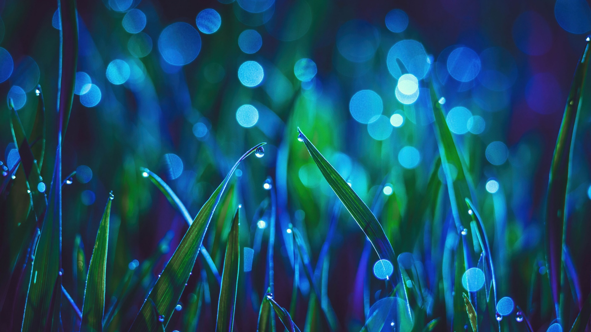 Landscape Wallpaper 4K, Grass, Bokeh, Dew Drops, Macro