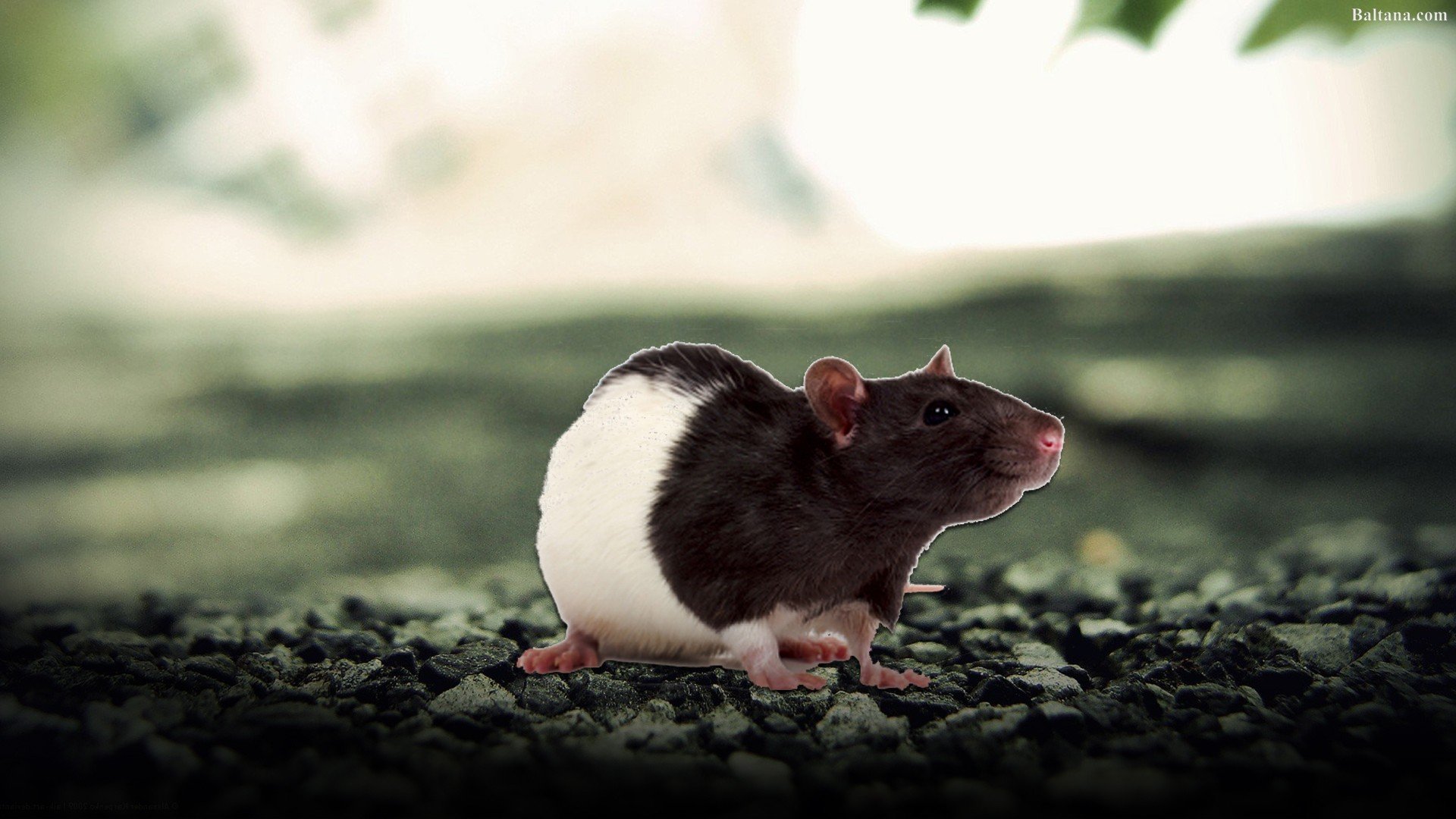 Rat HD Wallpaper 78096